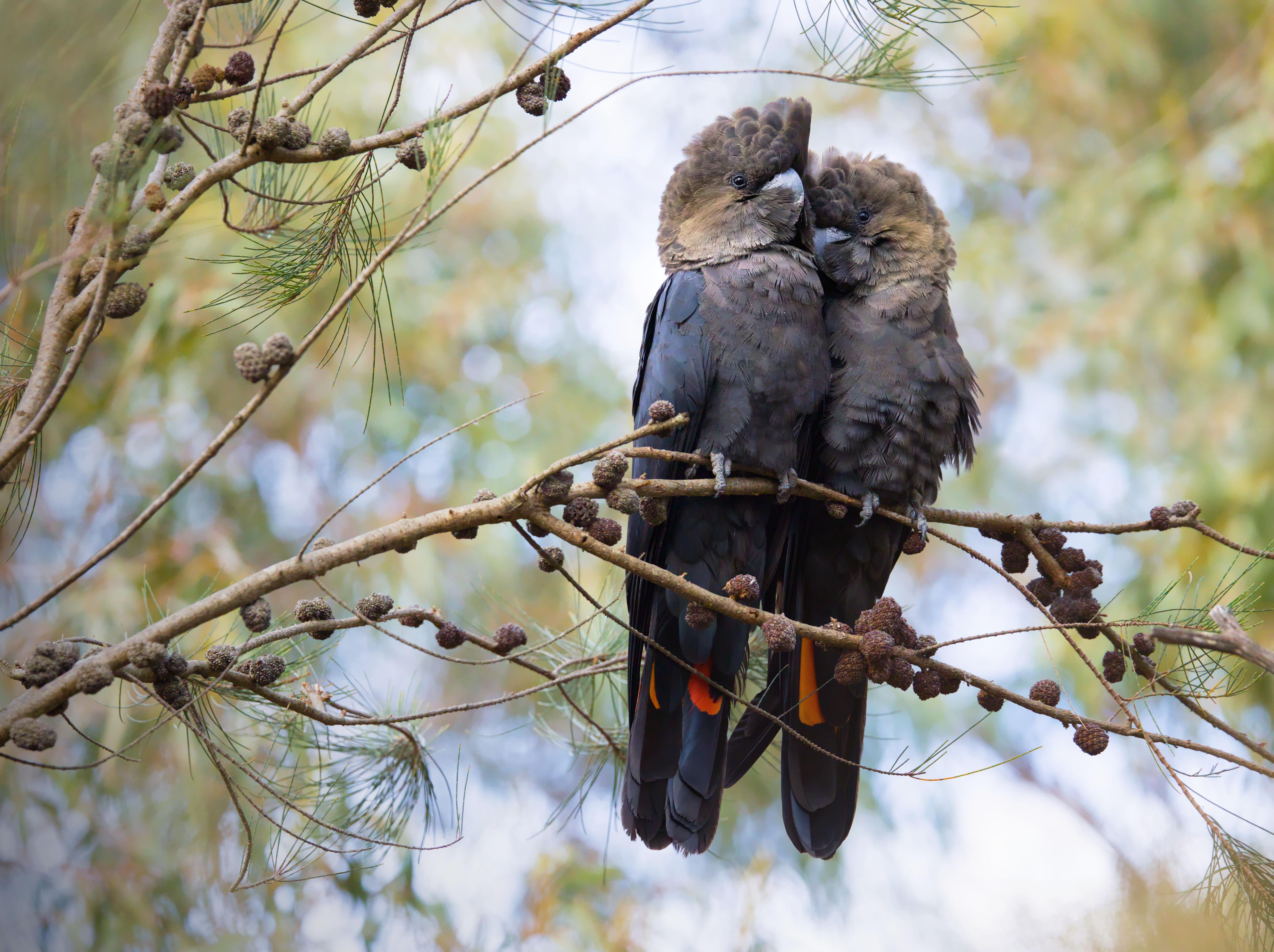 Two male Glossy Black Cockatoos perched close together on a tree branch, with their heads touching.