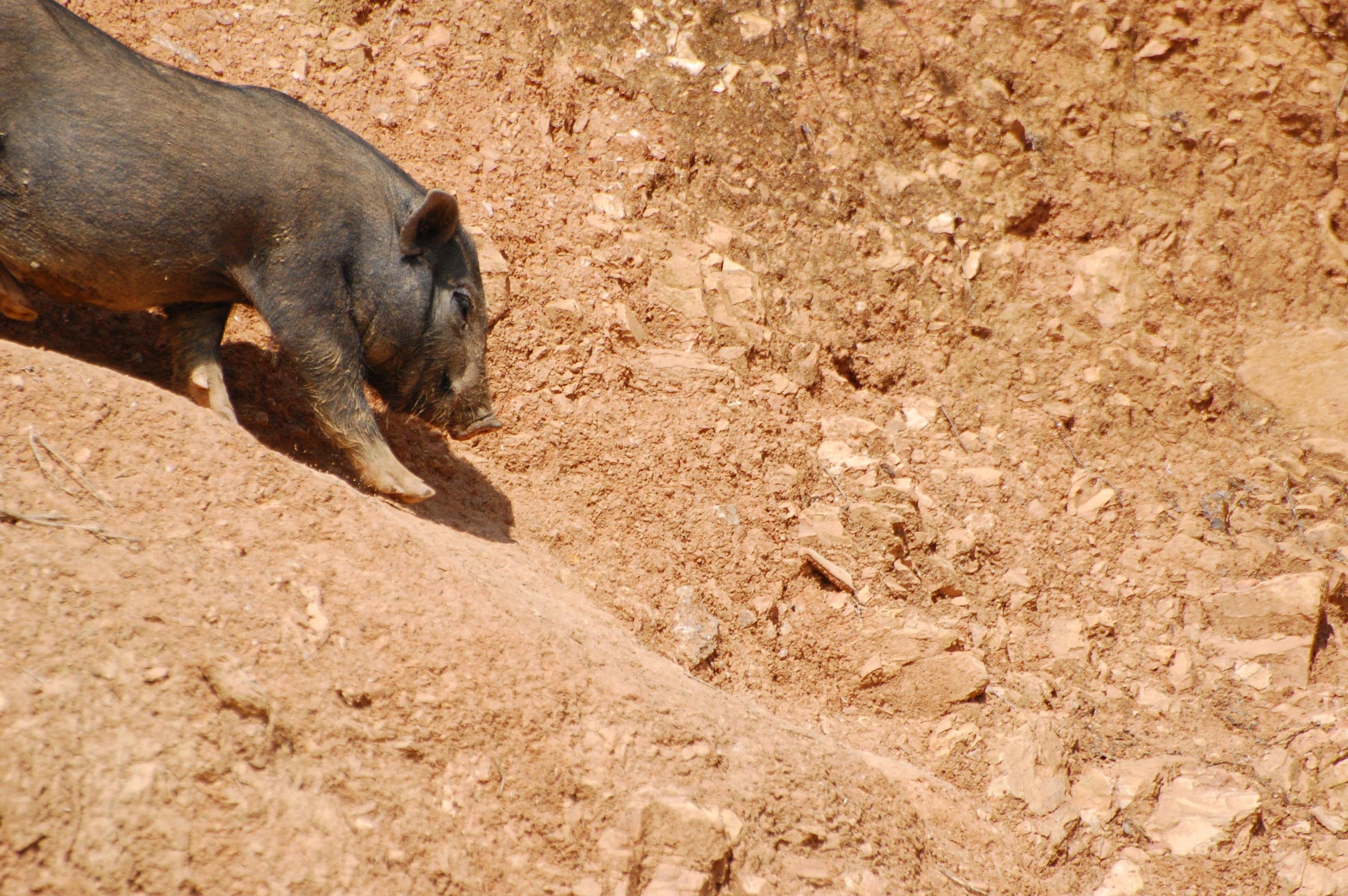 Black pig in left foreground walking down a dusty, rocky dirt slope, with tan soil and small stones filling the background.