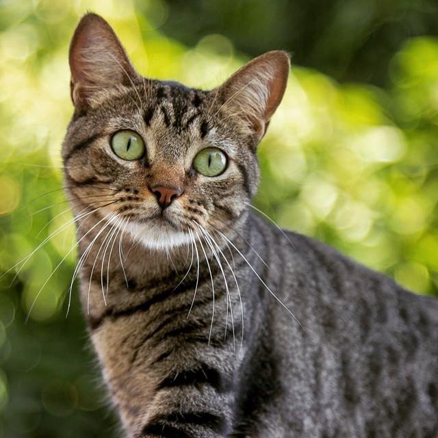A photo of a tabby cat with green eyes, taken from below. In the background there are green leaves out of focus.