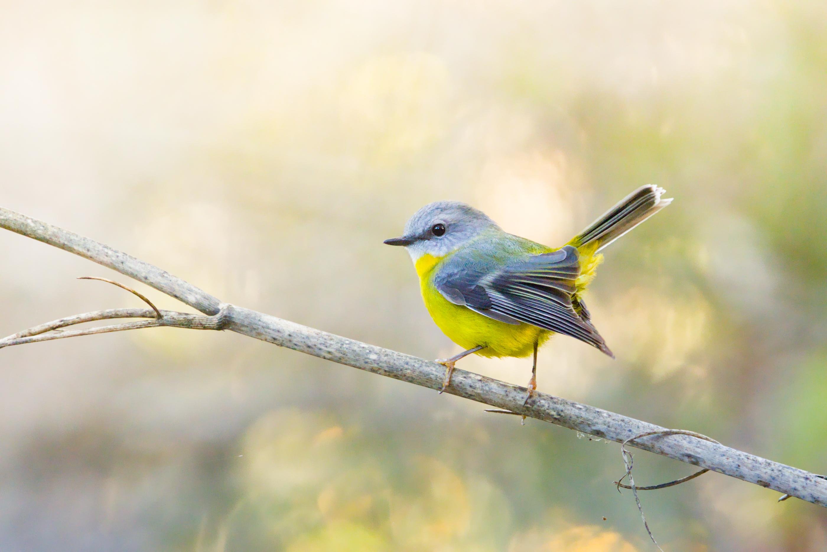 An Eastern Yellow Robinn perched on a diagonal bare branch, facing left against a soft, blurred background.