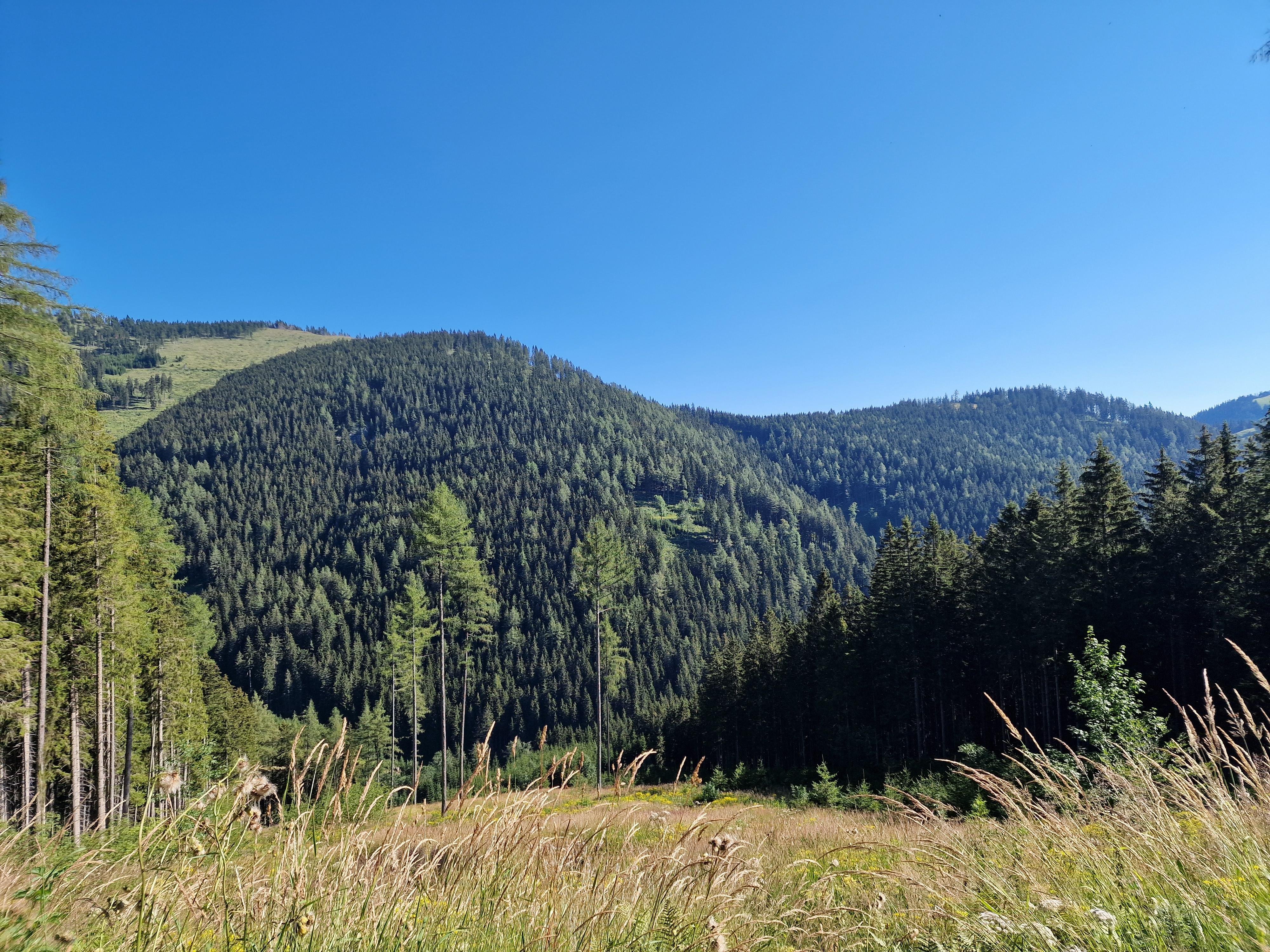 A sweeping view stretches across the lush mountain landscape of the Grazer Bergland as the trail winds its way toward the Tyrnauer Alm. In the foreground, a vibrant green alpine meadow slopes downward, peppered with dark, pointed evergreen trees and a single, leafy deciduous tree standing prominently in the center. In the mid-ground, the valley is a rich tapestry of deep forest and bright green clearings, where a small cluster of farm buildings sits perched on a distant hillside. Farther back, the horizon is filled with layered, hazy blue mountain ridges that fade into the distance under a bright blue sky decorated with soft, wispy clouds.
The Tyrnauer Alm is a celebrated destination within the Almenland Nature Park, one of the largest continuous alpine pasture regions in Europe. This specific path is known for its dramatic transitions from dense, shaded spruce forests to wide-open pastures that have been managed by local farmers for centuries. It's a prime spot for taking in the fresh mountain air of Styria, and if you keep a quiet eye on those distant rocky slopes, you might just spot some of the region's famous alpine ibex, which are known to roam these limestone-rich ridges.