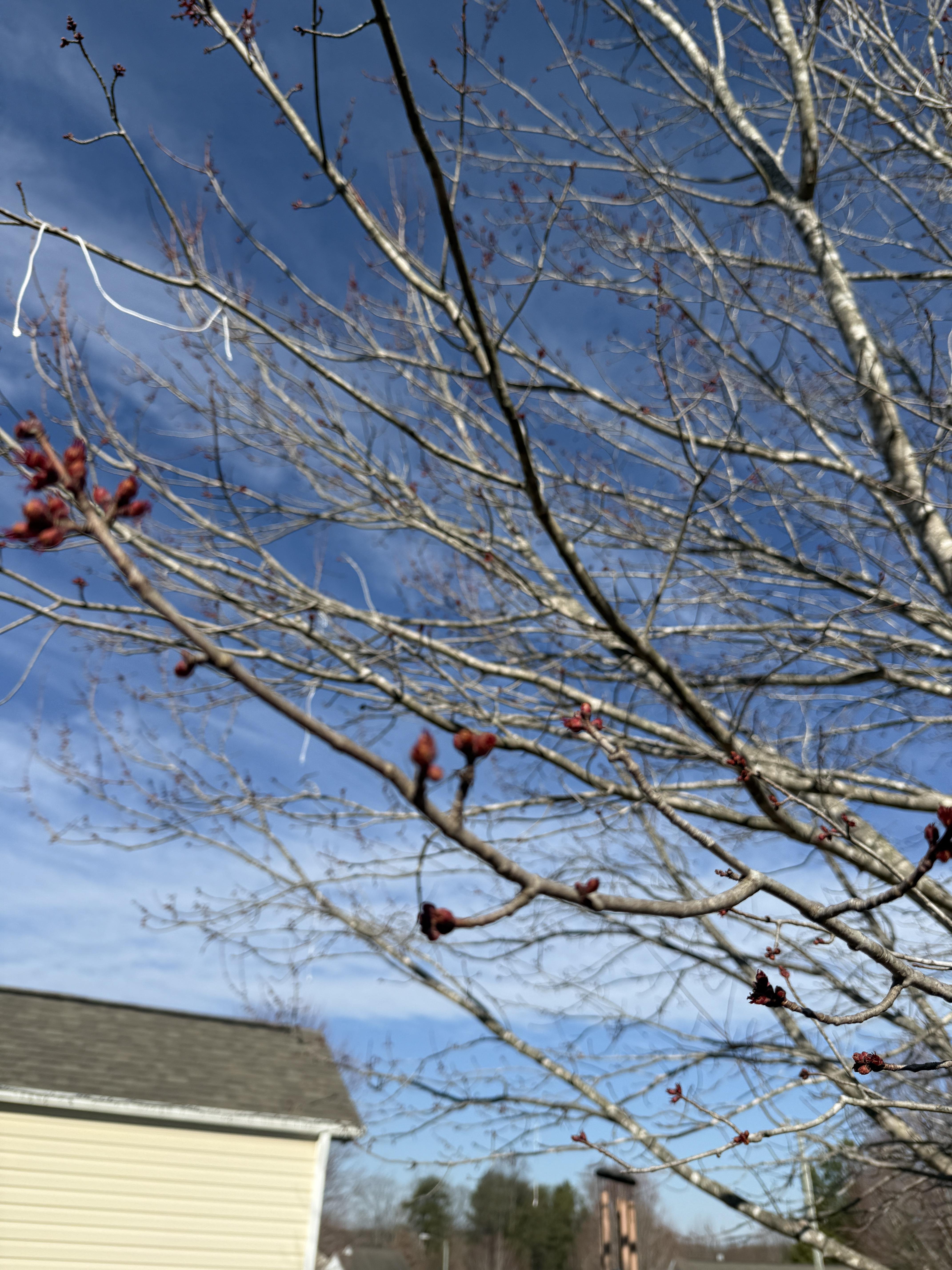 A low-angle shot captures a tree with bare branches against a bright blue sky streaked with thin, white clouds. The branches, mostly devoid of leaves, feature small, dark red buds scattered along their lengths. A thin, white string is tangled in the upper branches.
In the lower left corner, a portion of a light beige house with a dark gray roof is visible. Further in the background, more trees and a tall, dark brown brick structure can be seen. The overall composition focuses on the intricate network of branches reaching into the sky, with the buildings providing a sense of depth and scale.