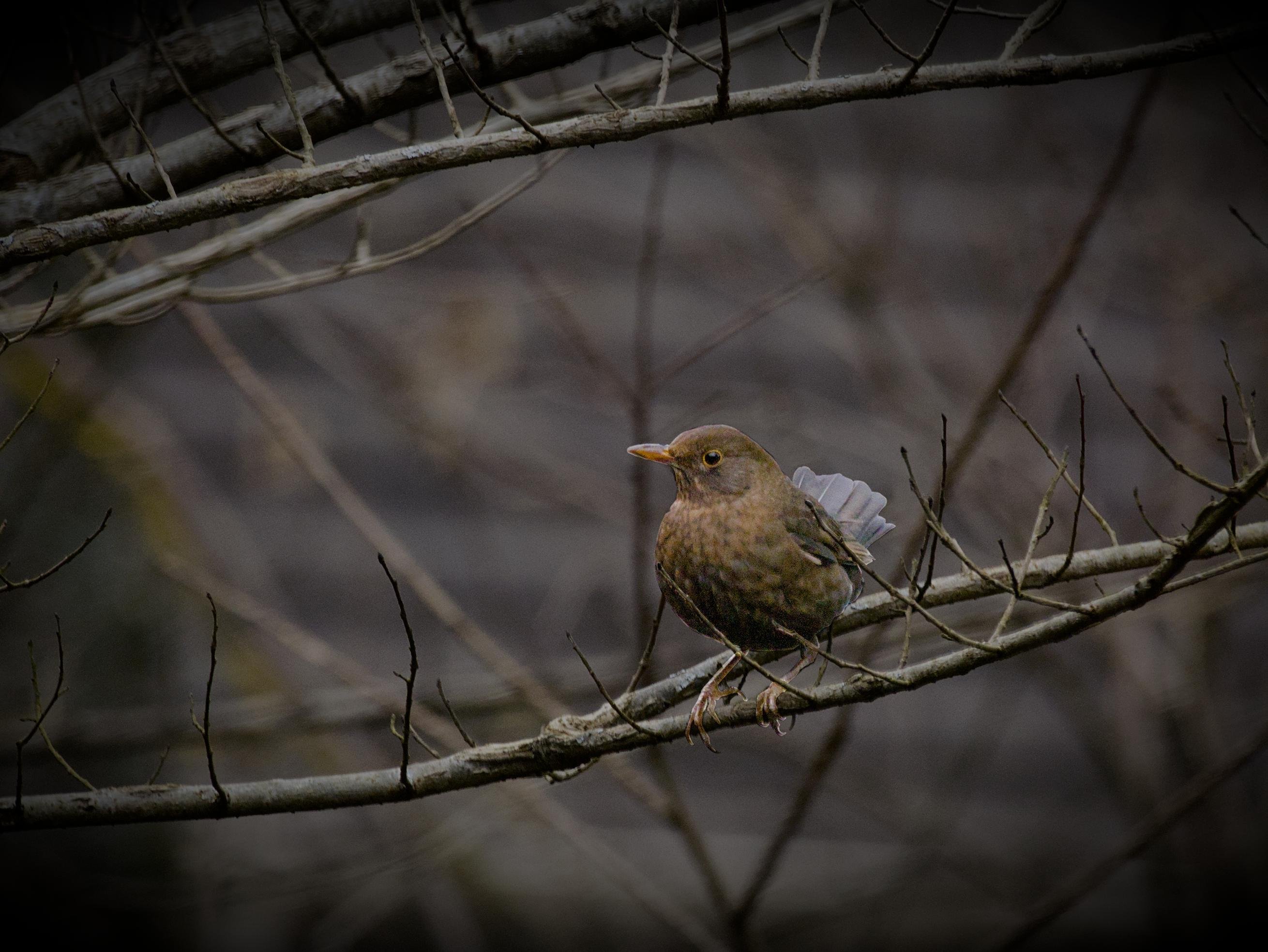 L'image montre un Merle Noir perché sur une branche d'arbre. L'oiseau est de couleur brunâtre et est entouré de branches dénudées. L'arrière-plan est flou, ce qui attire l'attention sur l'oiseau.