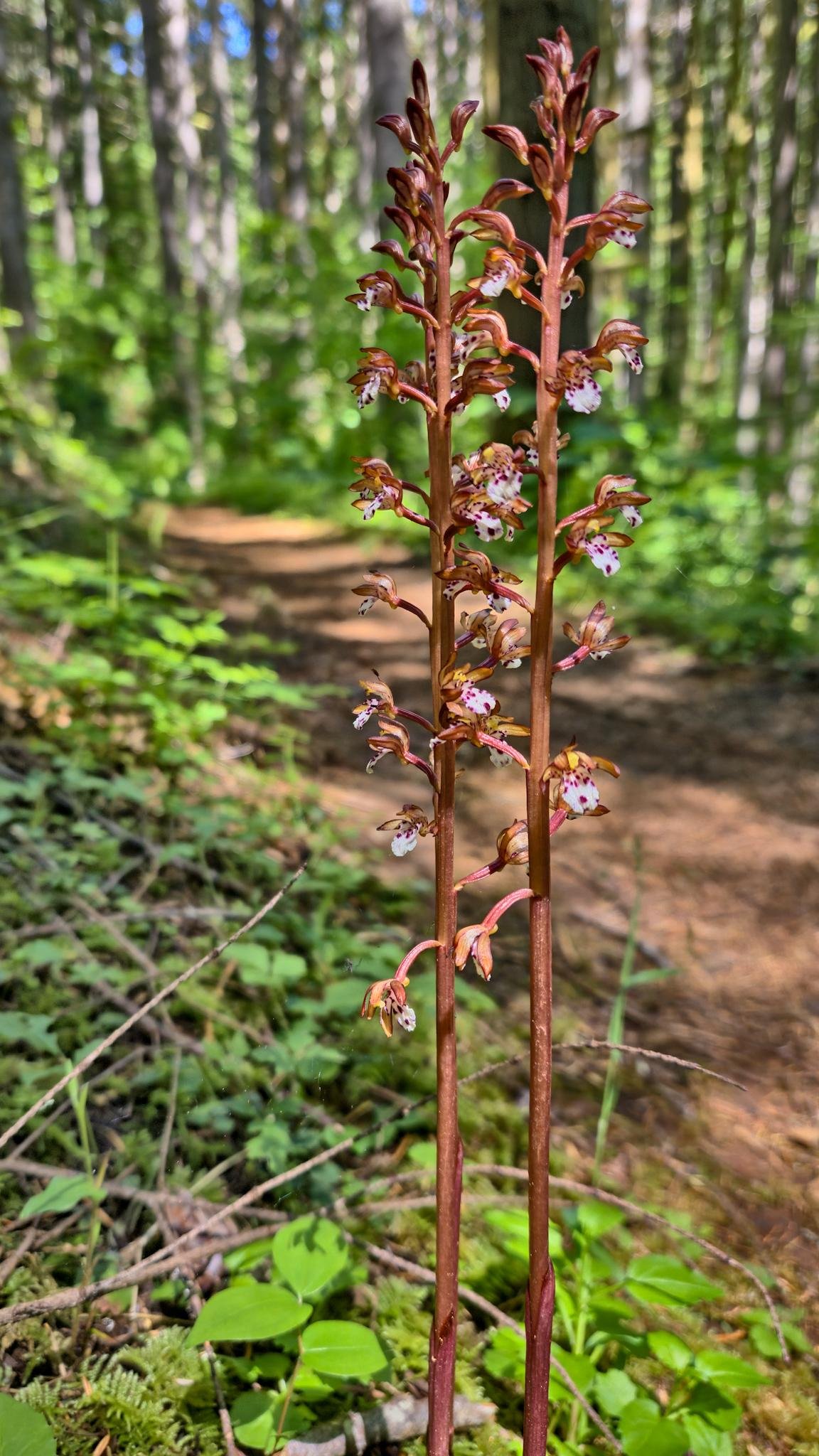 Tall, slender plant with reddish-brown stems, topped with small pinkish-white flowers, grows in a forested area. Sunlight filters through the dense trees, casting dappled shadows on the forest floor. A narrow dirt path winds through the lush greenery in the background.