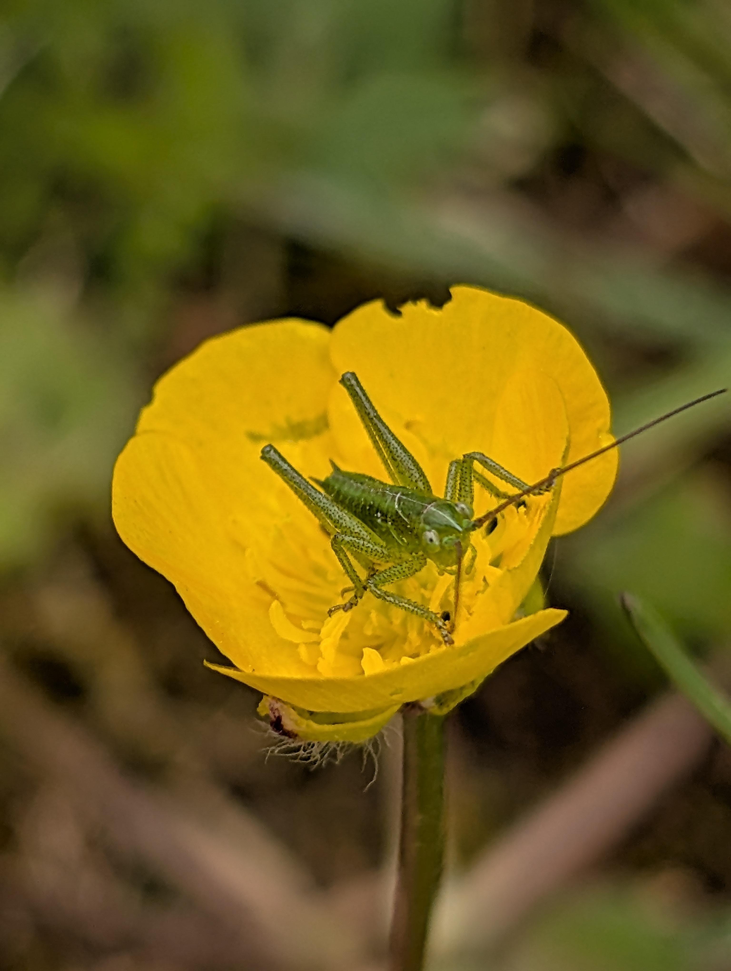 The image shows a small green insect, sitting on a buttercup. The background is blurred, highlighting the insect and the flower.