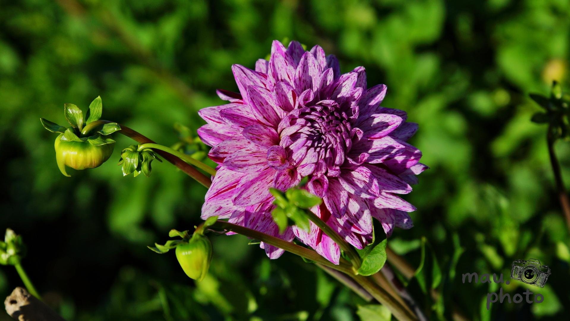 Purple-and-white dahlia bloom with layered petals on a curved stem, two green buds to the left, against a blurred green foliage background.