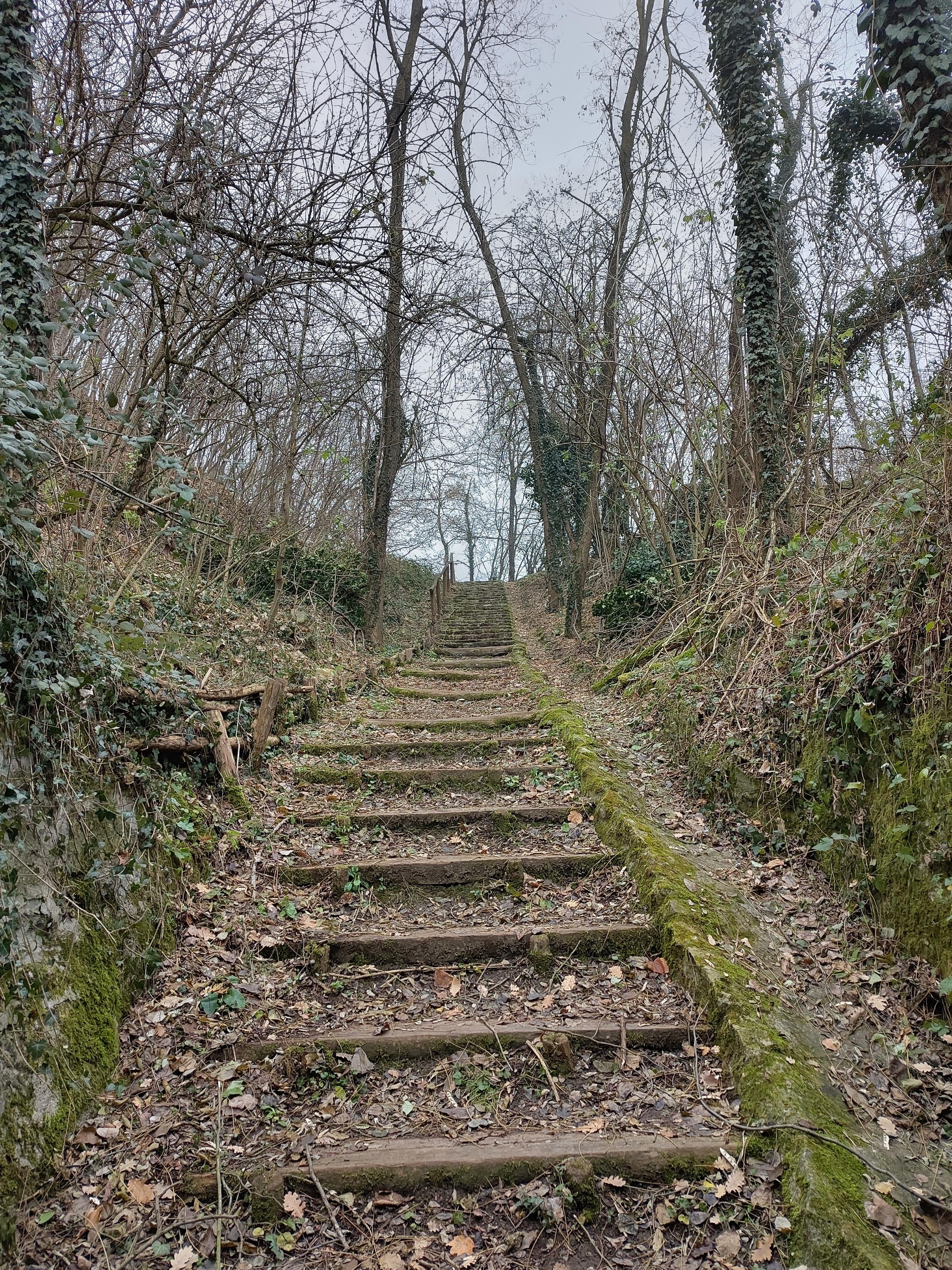 The image shows a set of wooden steps in an outdoor setting, leading uphill through a wooded area. The steps are surrounded by trees with bare branches, suggesting it might be late autumn or winter. The ground is covered with fallen leaves and some greenery, and the steps have a natural, rustic appearance.
