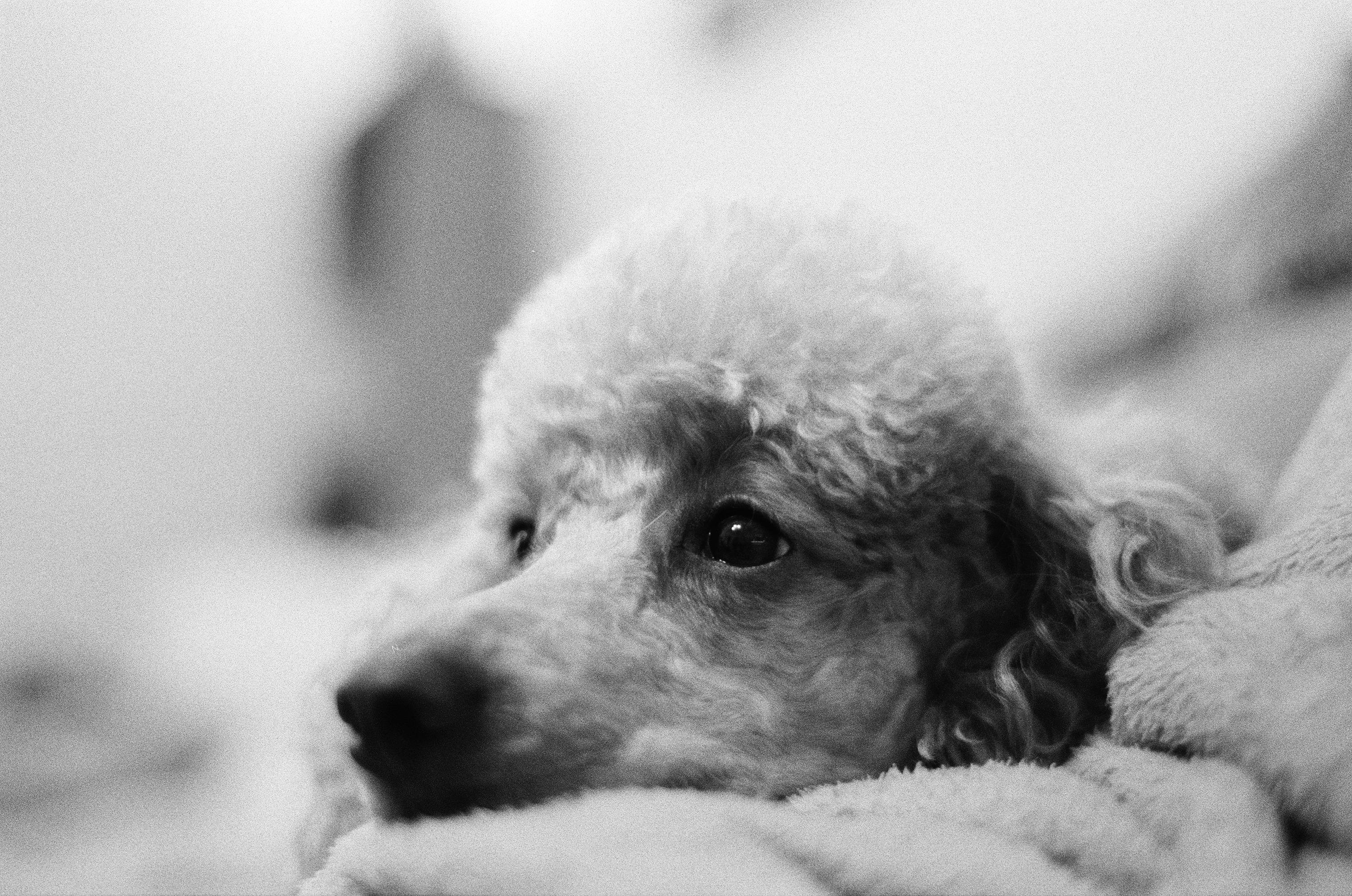 This is a black and white image of a poodle. The dog appears to be resting on a soft surface, and the focus is on its face, highlighting its curly fur and alert eyes.