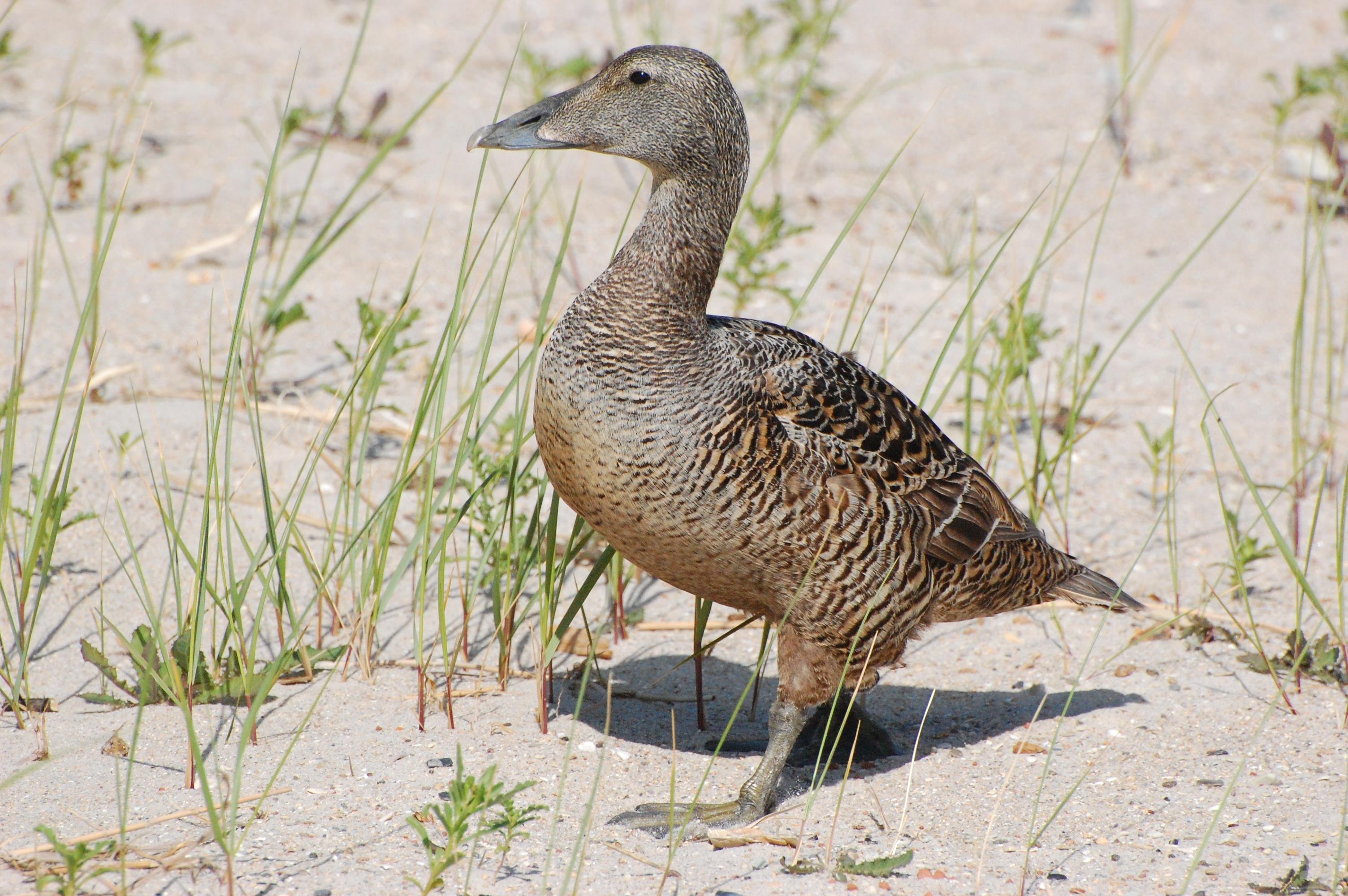 A female eider stands on sandy ground, surrounded by sparse green grass.
