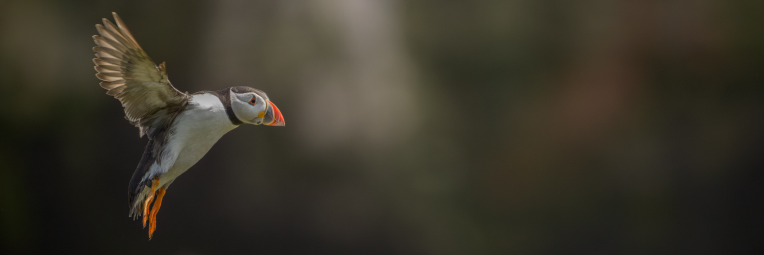 header profile