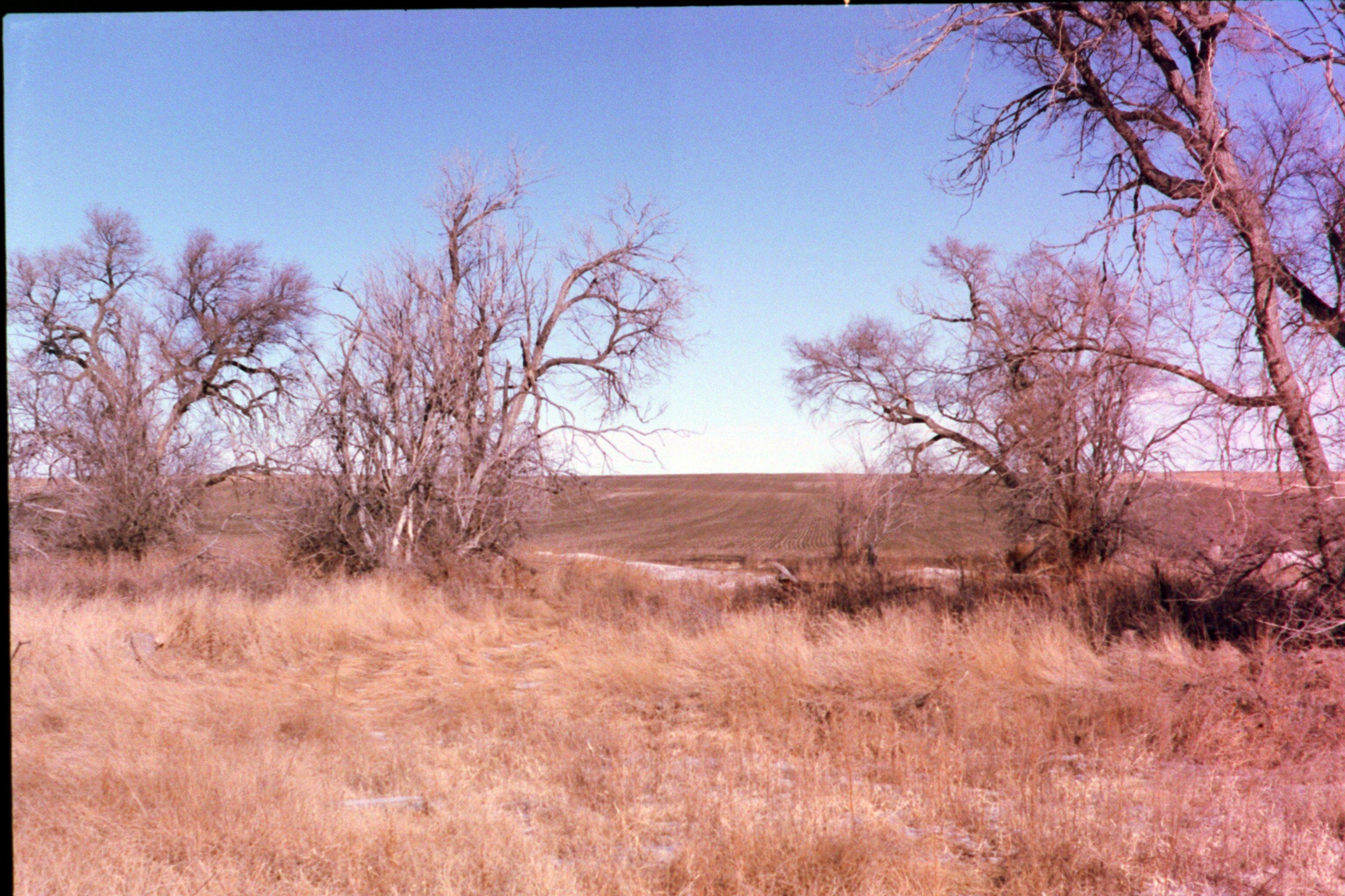 Wide landscape with tall dry grass in the foreground, clusters of leafless trees on the left and right, and a low brown hill on the horizon under a clear blue sky.