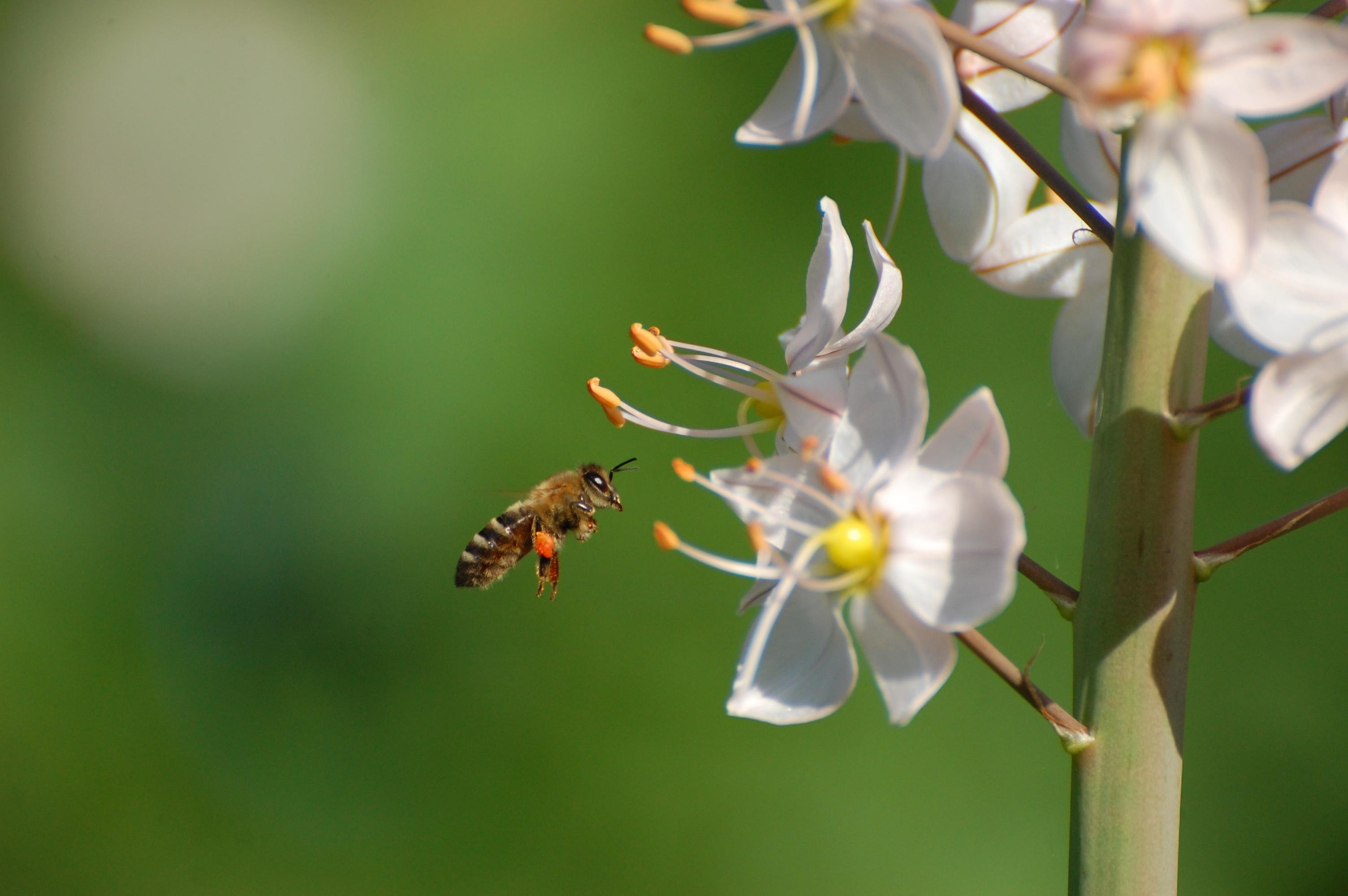 The image shows a bee flying near a cluster of white flowers in front of a blurred green background