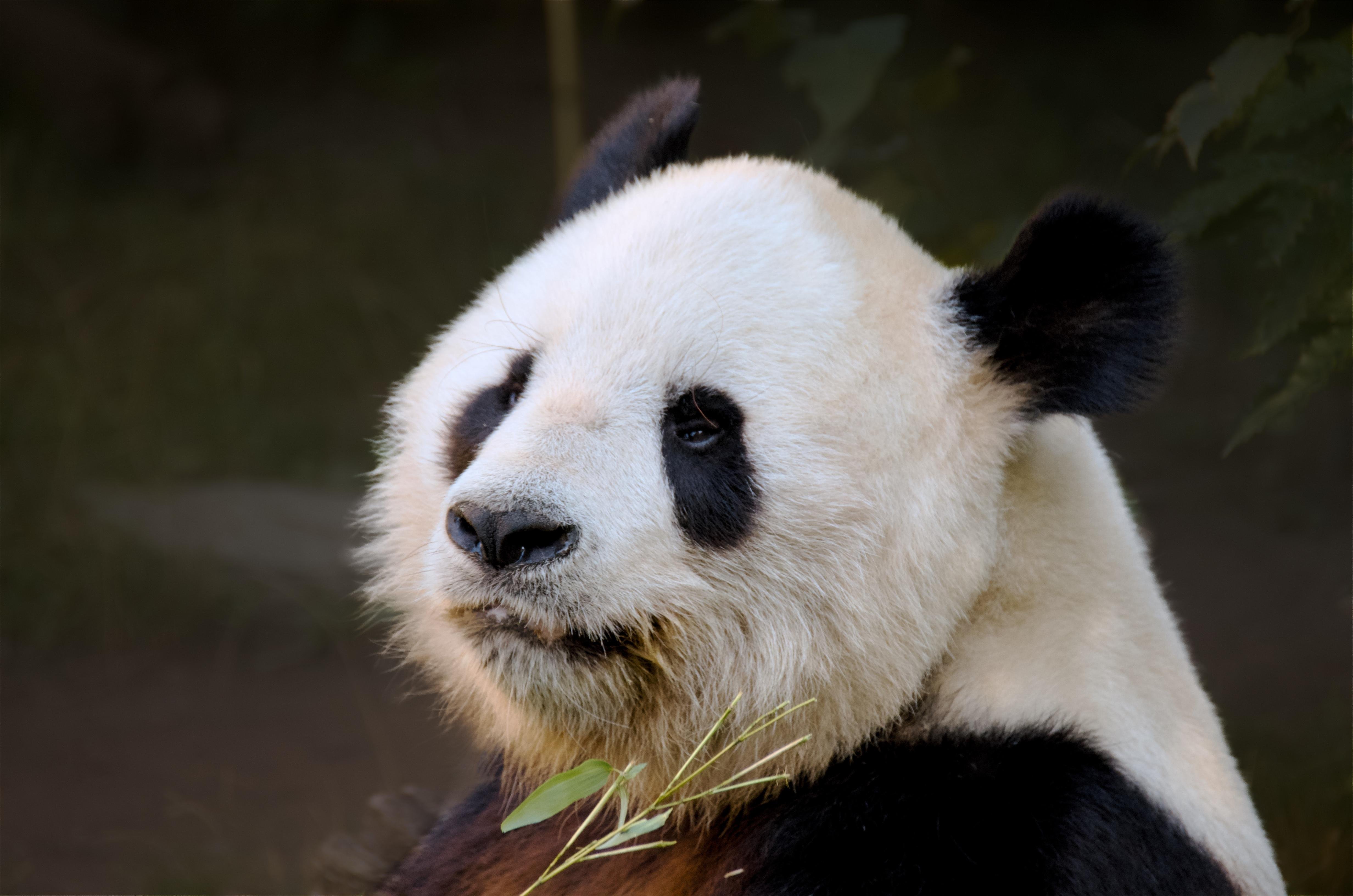 Ein Panda. Hauptsächlich der Kopf zu sehen. Er schaut Richtung Kamera. In seiner Hand hält er ein Bambus
