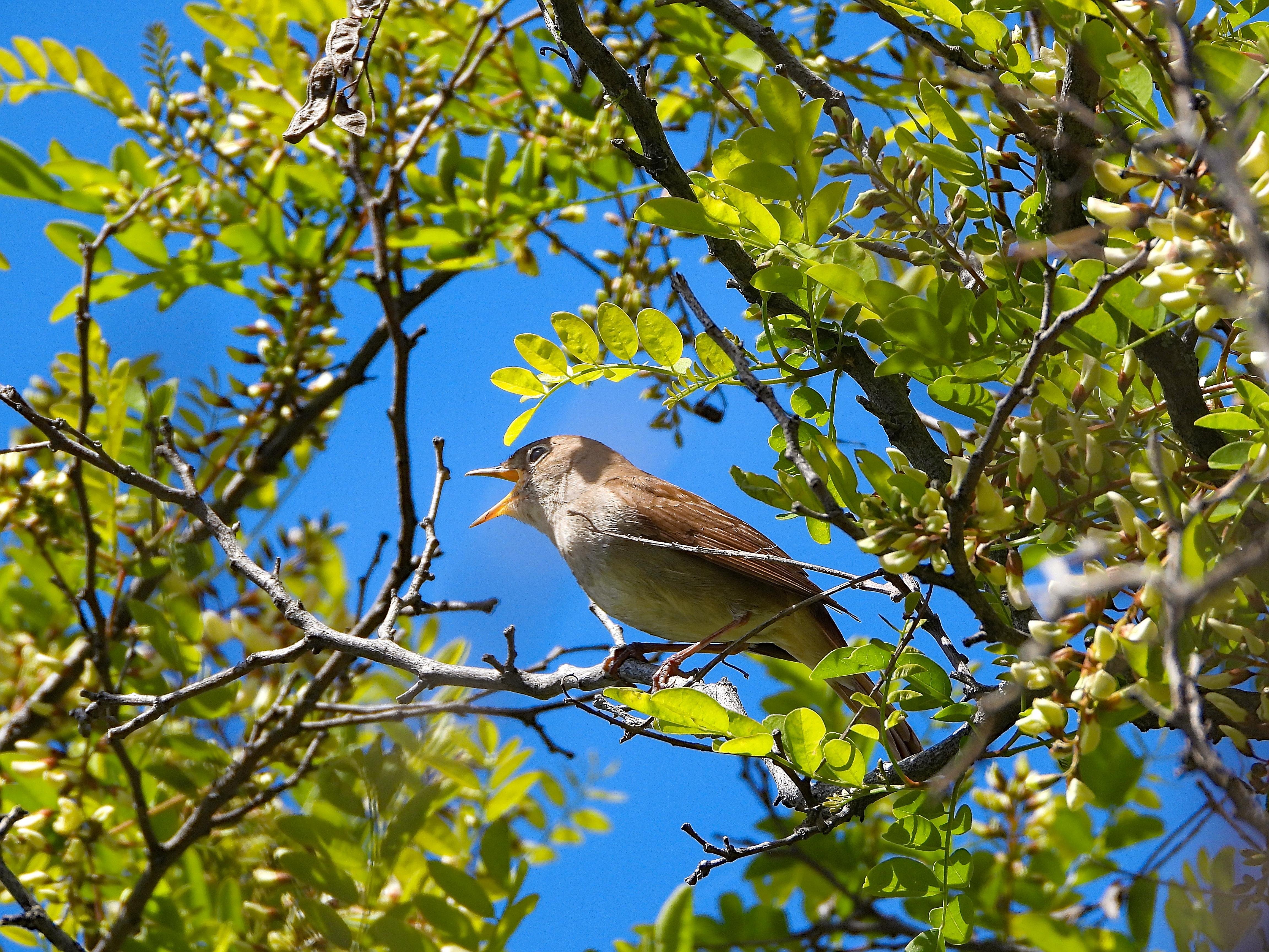 El pájaro está posado en la rama de un fresno entre hojas verdes y bajo un cielo azul, con el pico muy abierto, cantando,

Es un ave estilizada, de pico fino y cola larga. Su manto y sus alas presentan un color pardo uniforme. Las partes inferiores, mucho más claras, tienen color blanco crema.

Si estás leyendo este texto es porque tienes dificultades de visión y espero que te haya ayudado a ver la imagen. Si no ha sido así, te agradecería los comentarios.
Si lo has leído aunque ves la imagen sin problemas recuerda que debes poner un texto alternativo en tus archivos multimedia para que todo el mundo pueda disfrutarlos.