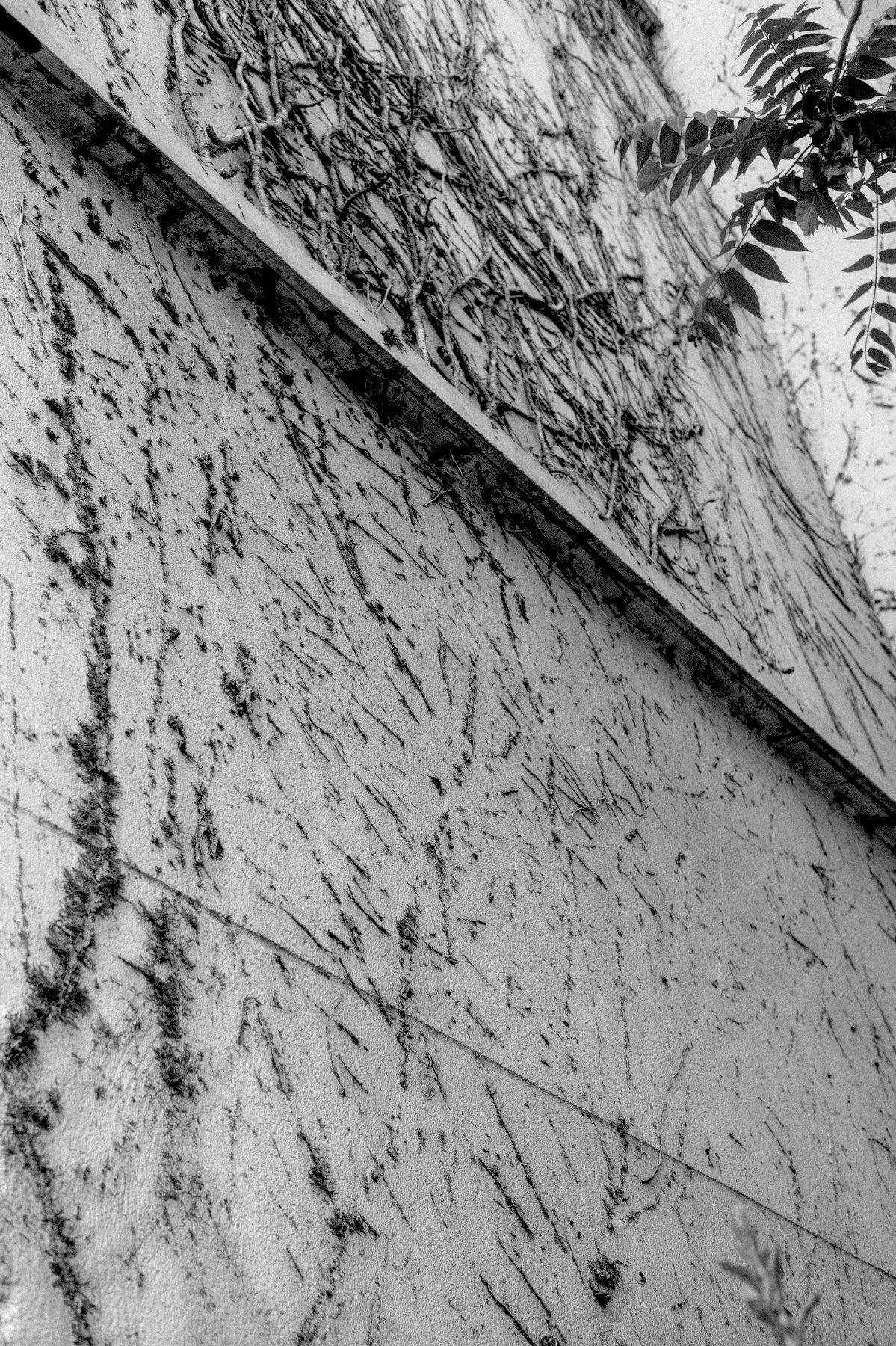 Photo verticale en noir et blanc. Un mur bardé de traces laissés par les racines (je crois, à mois que ce soit autre chose qui permette au lierre de s’accrocher aux murs ?)