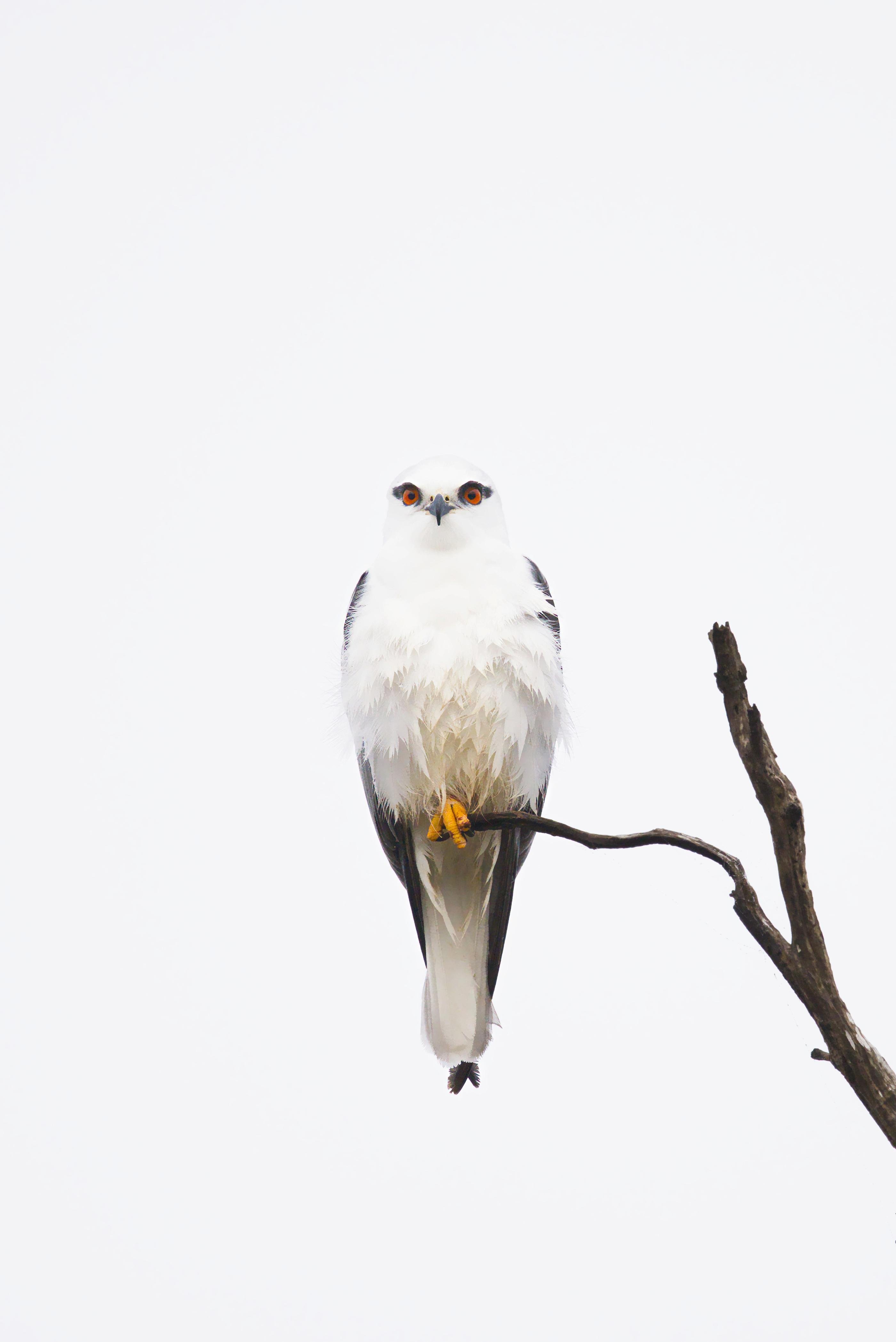 A black-shouldered kite perched on a bare branch against a white sky, facing forward with orange eyes and yellow feet visible.