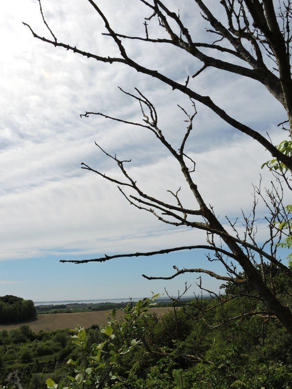 Bare tree branches extend across the right side of the image with a background of partial clouds and a blue sky. Below, a landscape features green fields, patches of trees, and distant rolling hills.