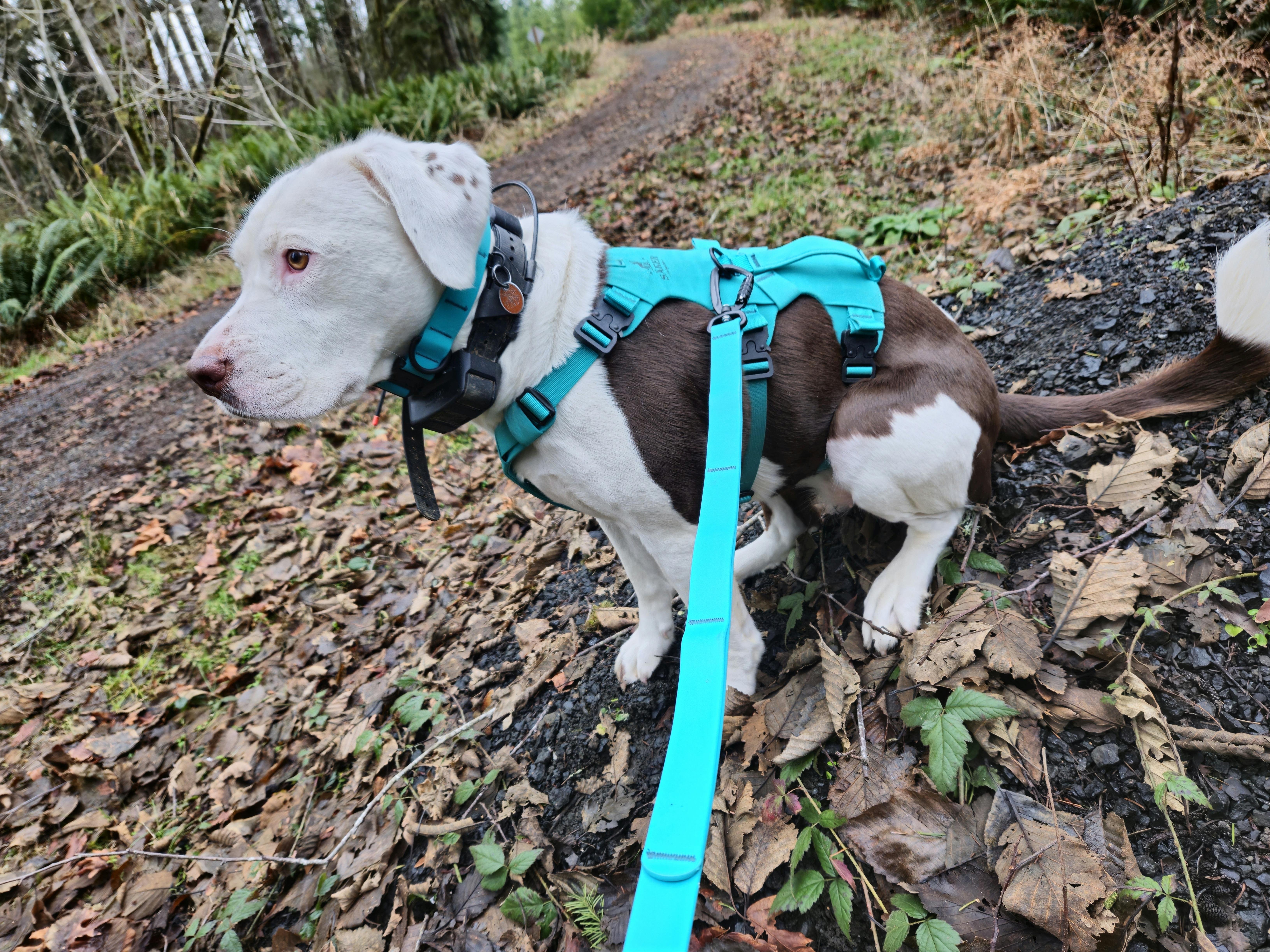 The image shows a dog wearing a turquoise harness and leash while outdoors. The dog is standing on a path covered with leaves, surrounded by greenery and trees.