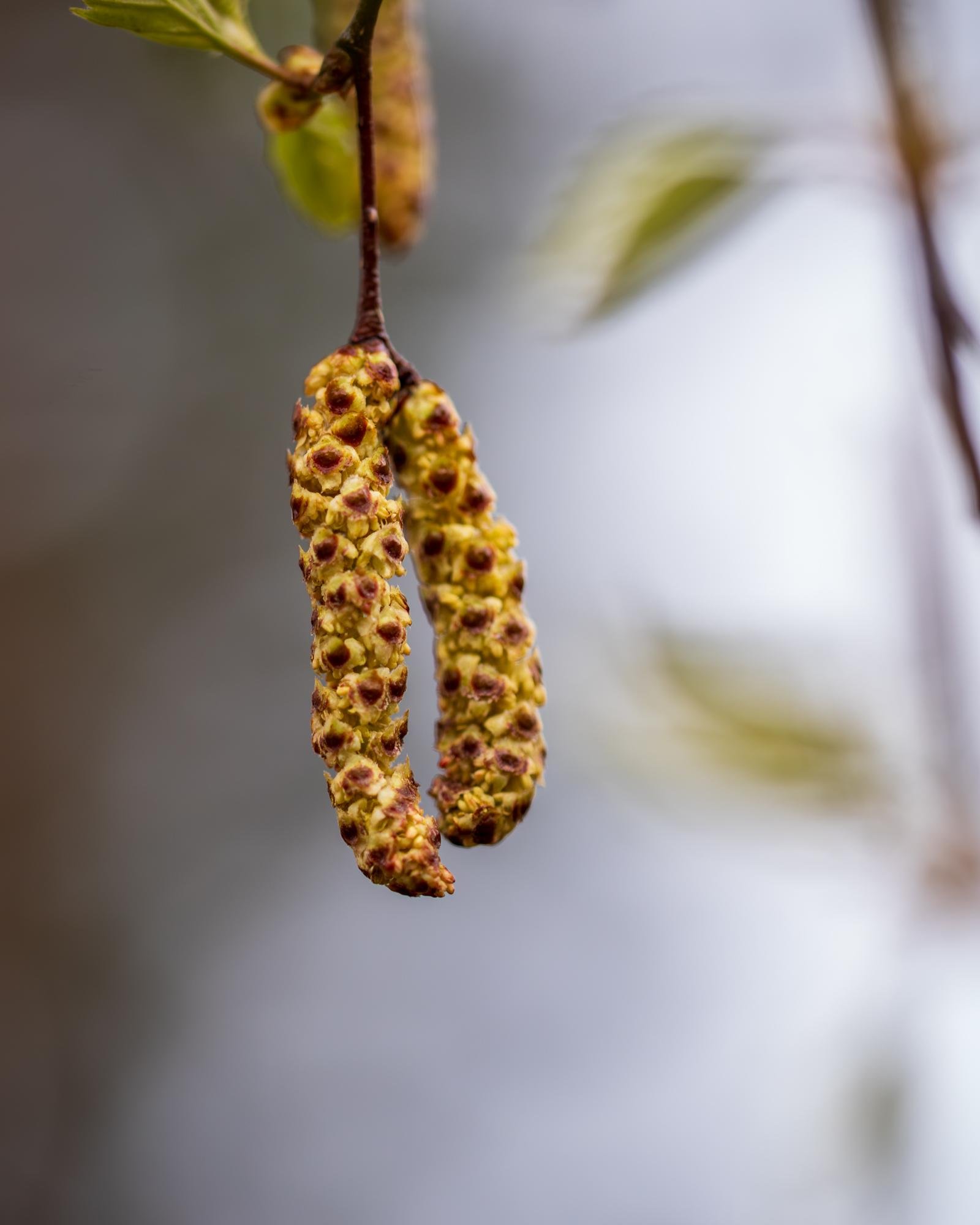 The image shows catkins, which are cylindrical flower clusters with inconspicuous or no petals. They are commonly found on trees like birch, alder, willow, and oak. These structures often appear in the spring and are usually involved in the tree's reproduction process.