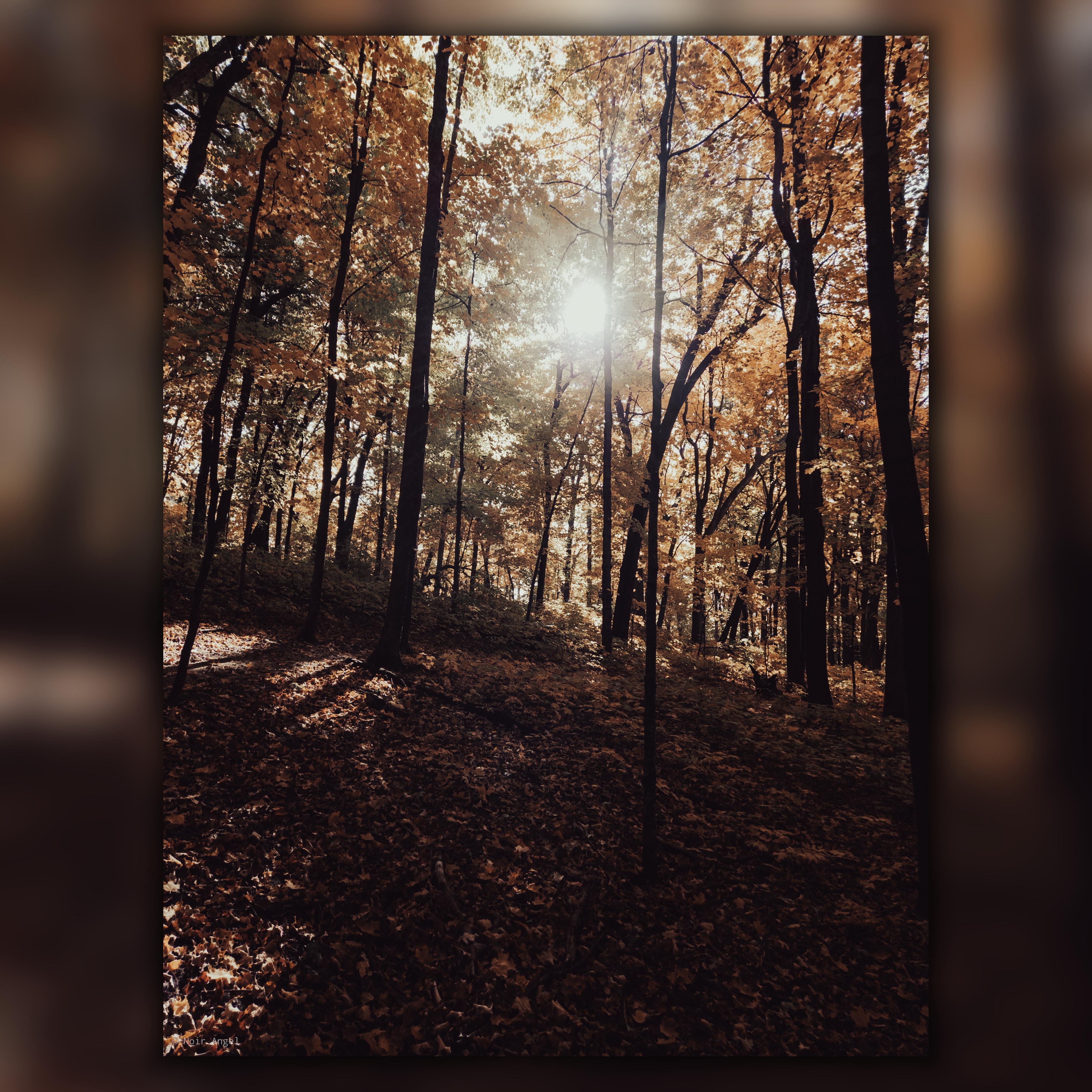 Sunlight filtering through a dense forest of tall trees with autumn leaves. The ground is covered in fallen leaves, creating a warm, earthy tone. Shadows are cast across the forest floor, highlighting the texture and contrasting with the bright light above.