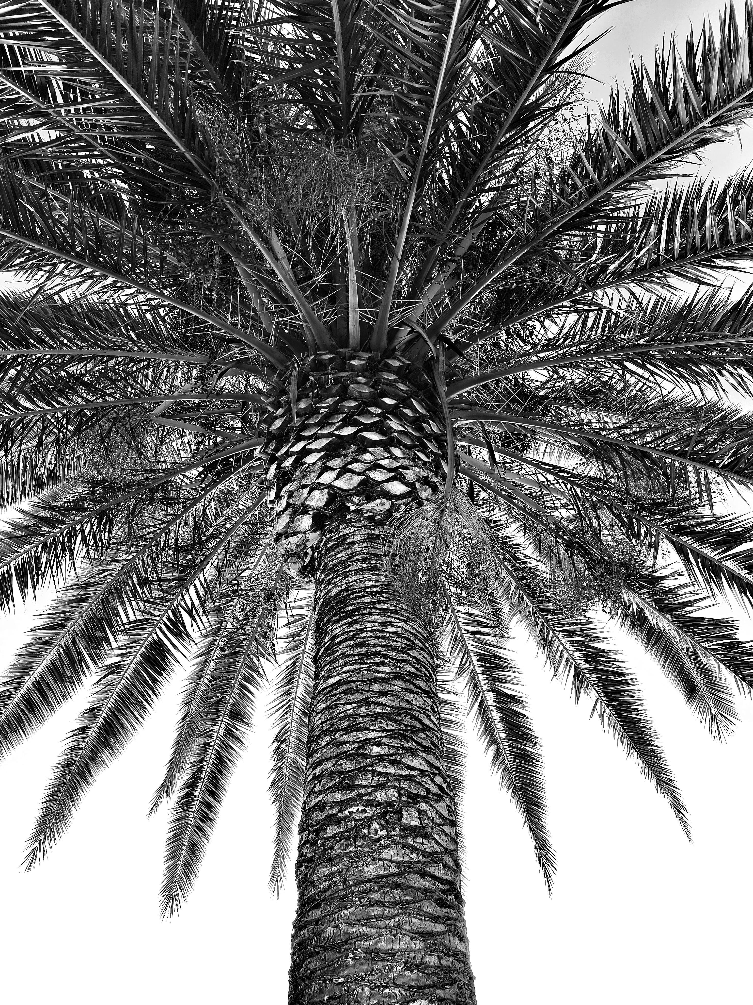 Low-angle black-and-white view of a palm tree, with a textured trunk centered in frame and a dense crown of long fronds radiating outward against a bright sky.
### 
Schwarzweißaufnahme aus der Froschperspektive einer Palme, deren strukturierter Stamm mittig im Bild zu sehen ist und deren dichte Krone aus langen Wedeln sich vor einem hellen Himmel nach außen erstreckt.