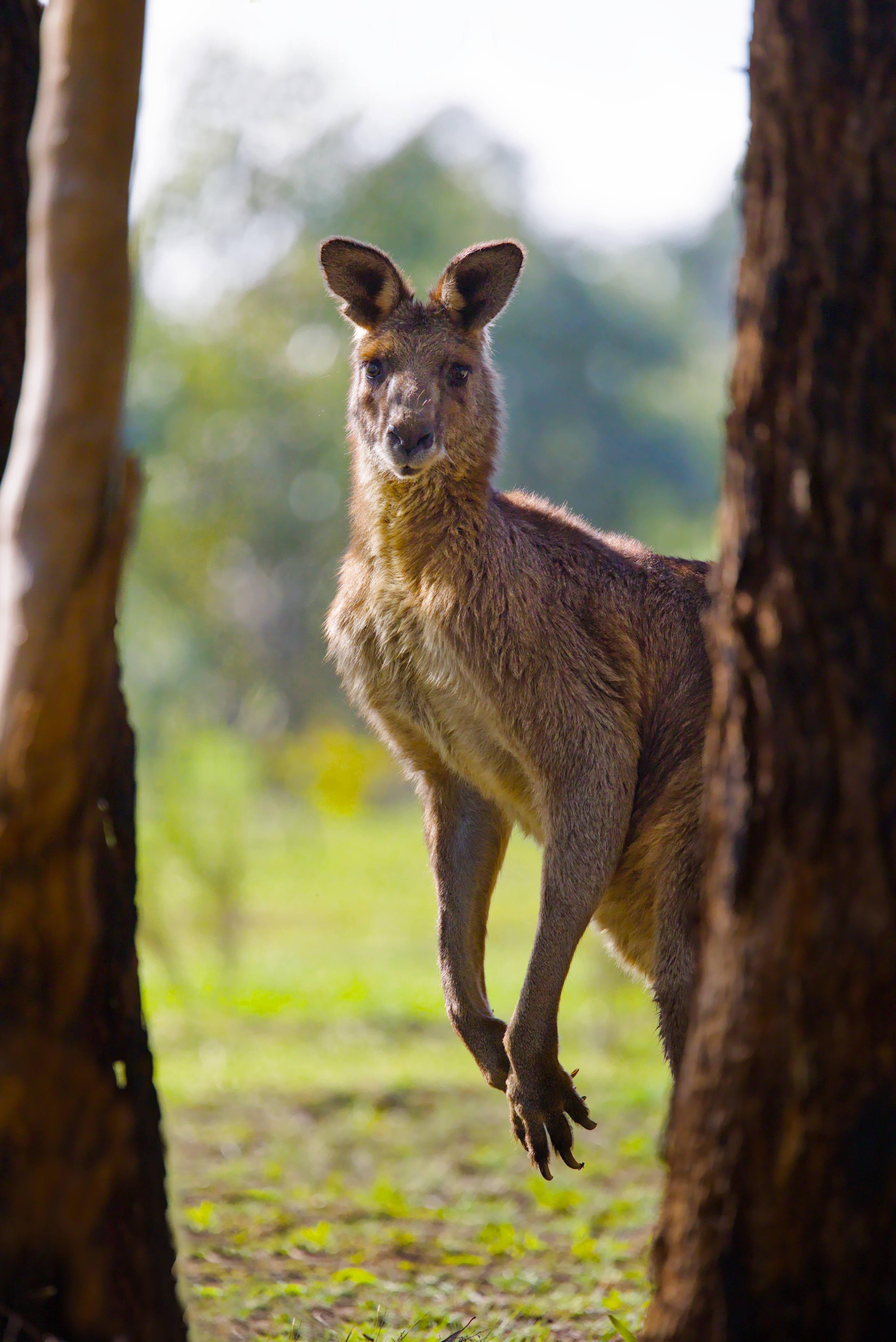 Eastern Grey kangaroo standing upright on grassy ground between two tree trunks, facing the camera with ears raised.