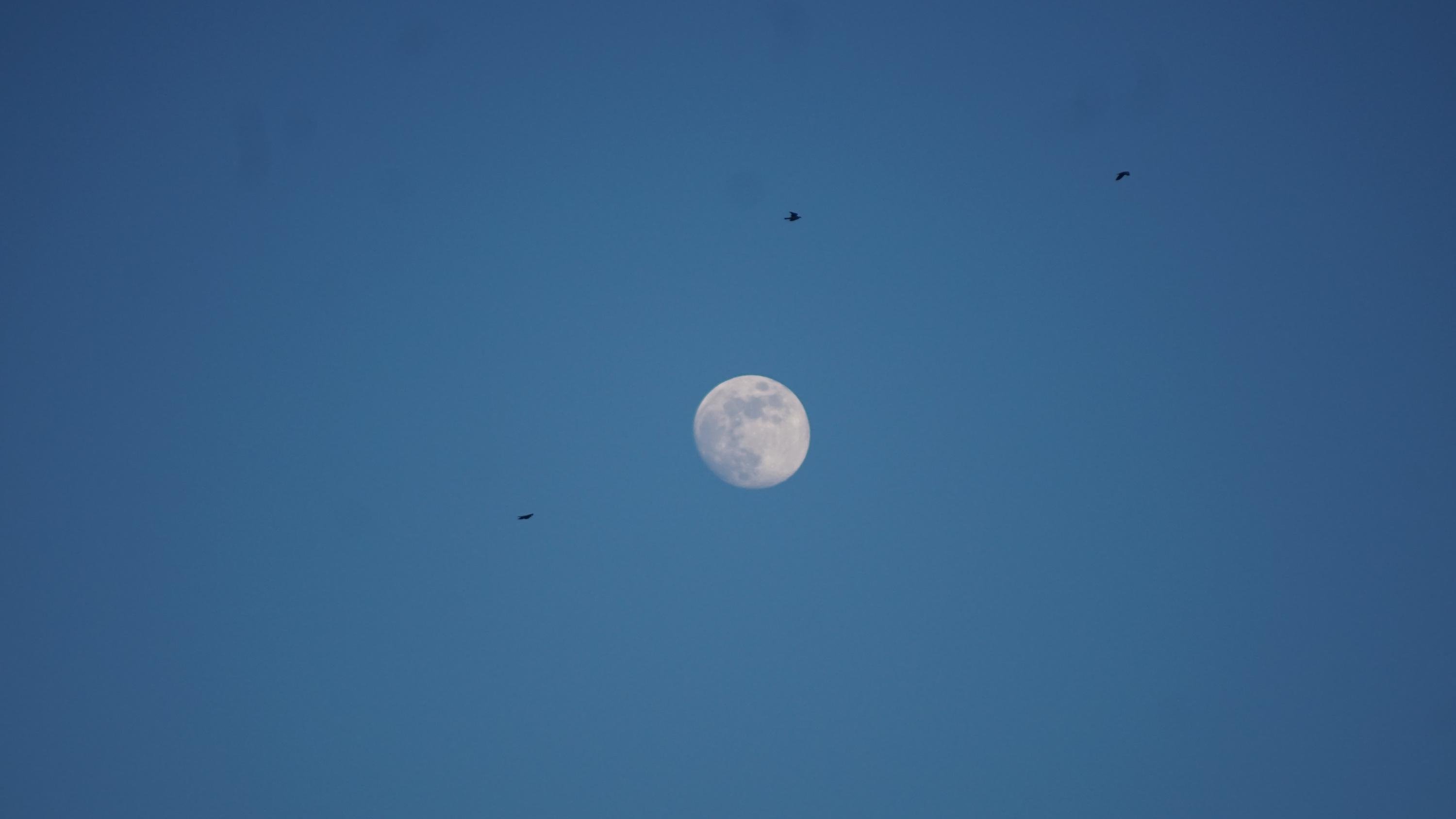 The image shows the moon against a clear blue sky. There are also a few birds flying nearby.