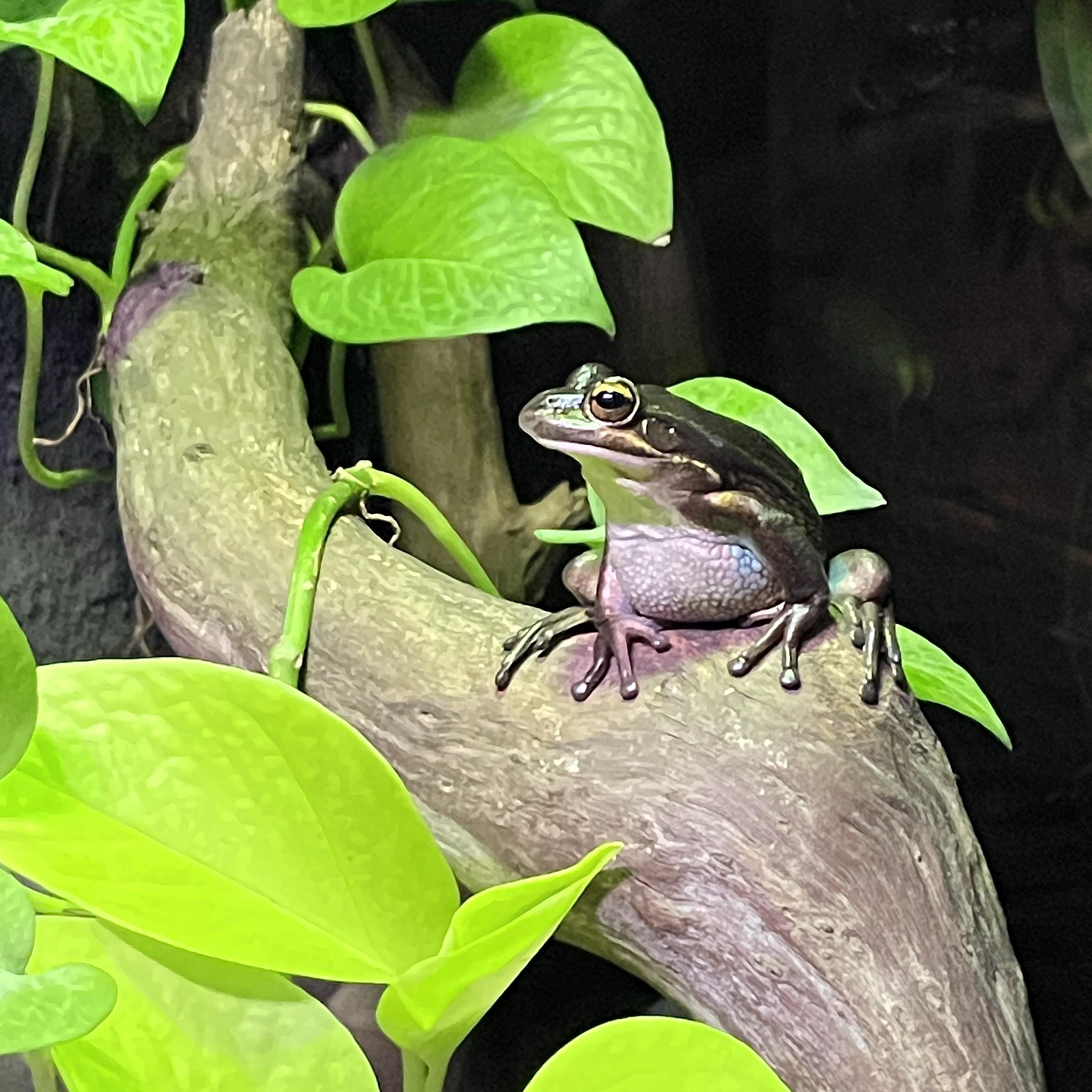 A Green and Golden Bell Frog perched on a curved branch surrounded by bright green leaves against a dark background. The frog has brownish skin with distinct markings and large eyes. The branch is textured, and the leaves are glossy, contributing to a lush, natural environment.