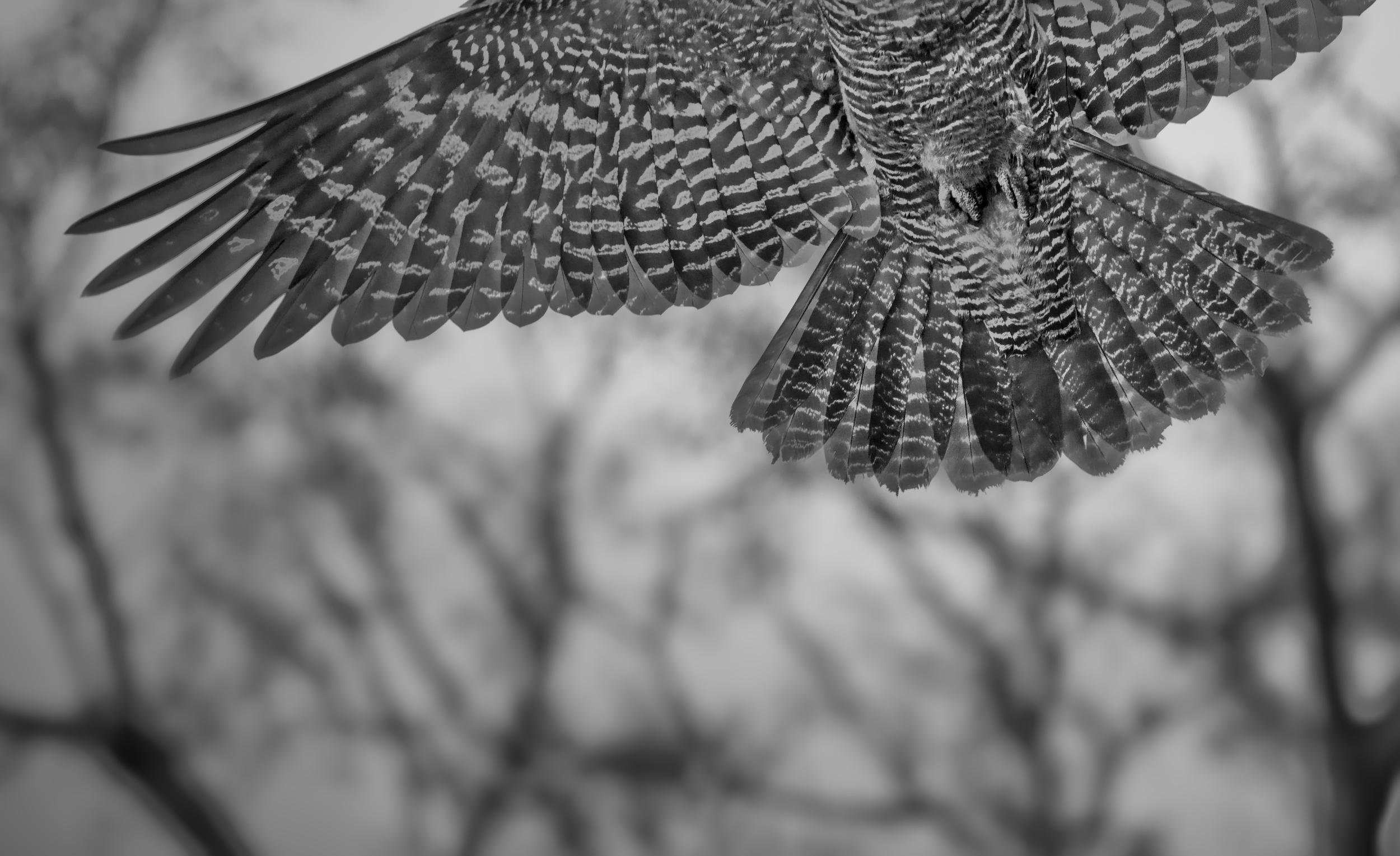 Close-up black-and-white view of a female gang-gang in flight, wings spread across the top of the frame with striped feathers visible, against a blurred background of bare tree branches.