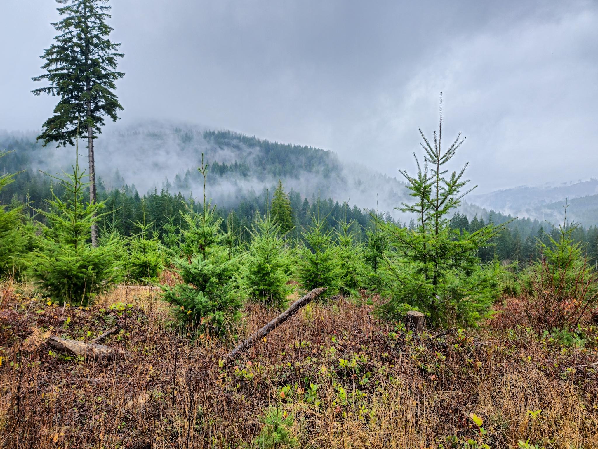 This image shows a scenic view of a forested area with young evergreen trees in the foreground. There is one tall tree on the left, and the landscape includes a misty or foggy background of hills covered with dense trees. The sky is overcast, creating a moody, atmospheric setting.