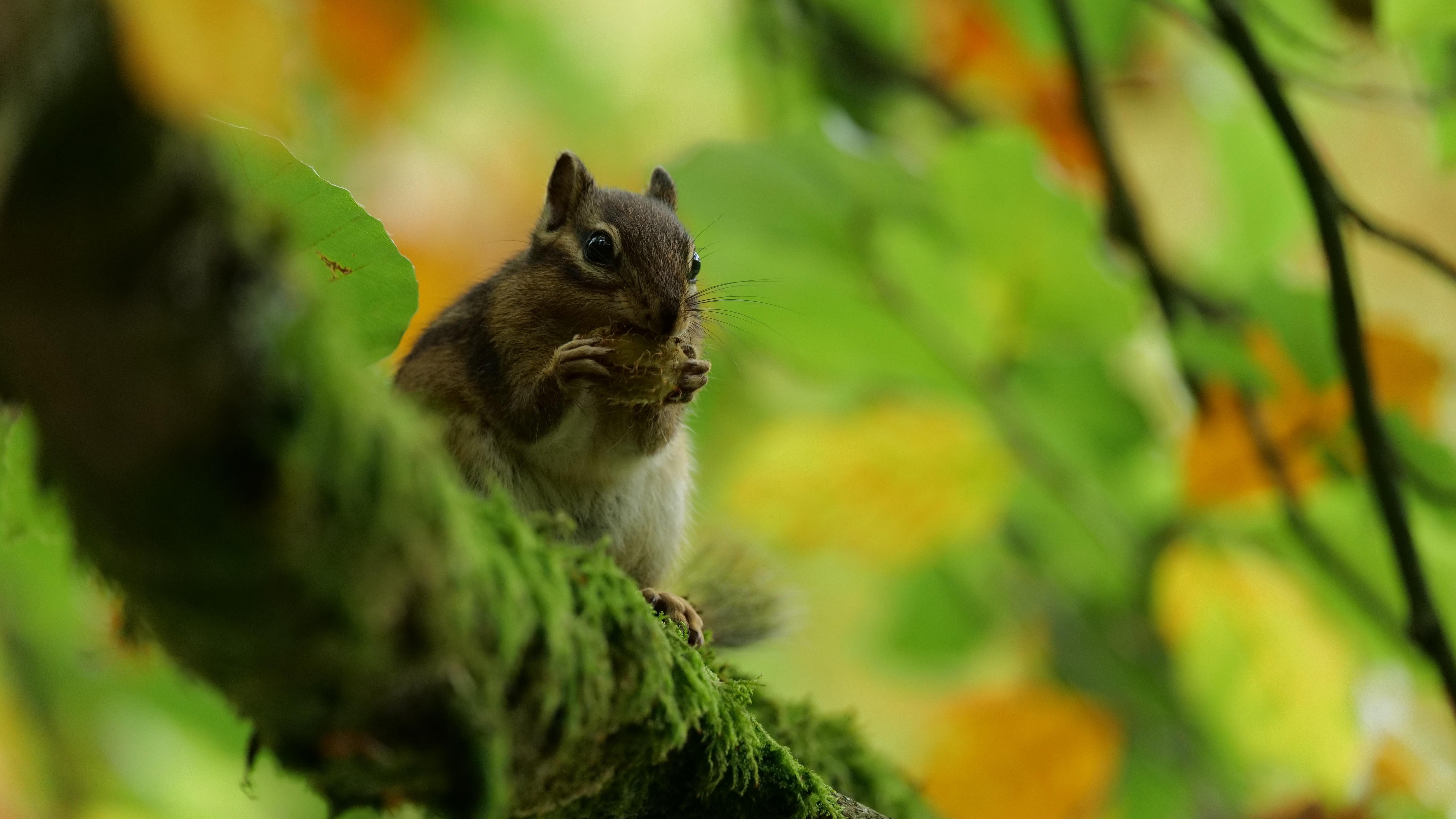 Close-up of a Siberian chipmunk sitting on a branch in a tree, eating a nut, holding it right below its mouth.