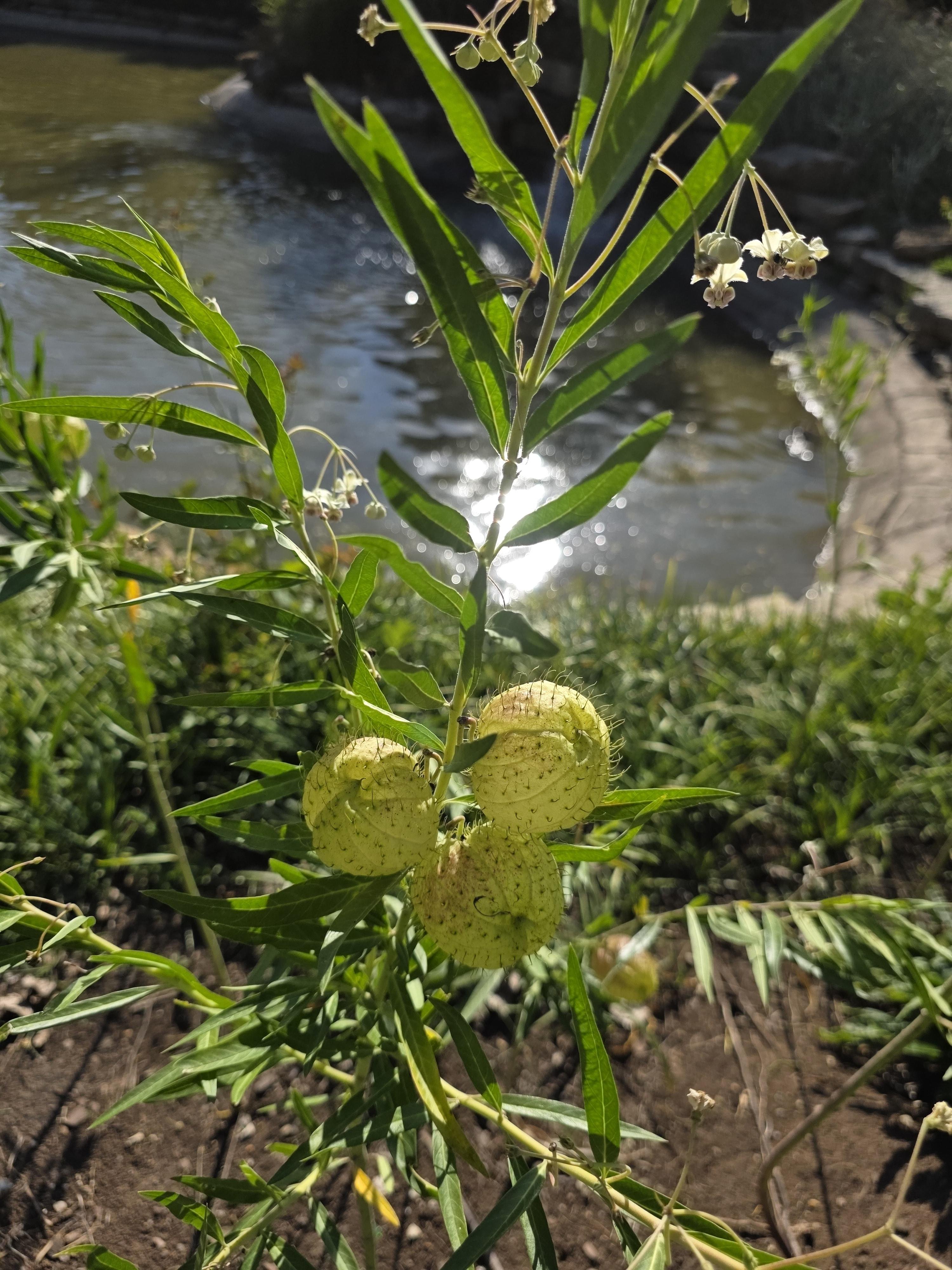 The plant shown in the image is Gomphocarpus physocarpus, commonly known as balloon plant, balloon milkweed, or hairy balls. 