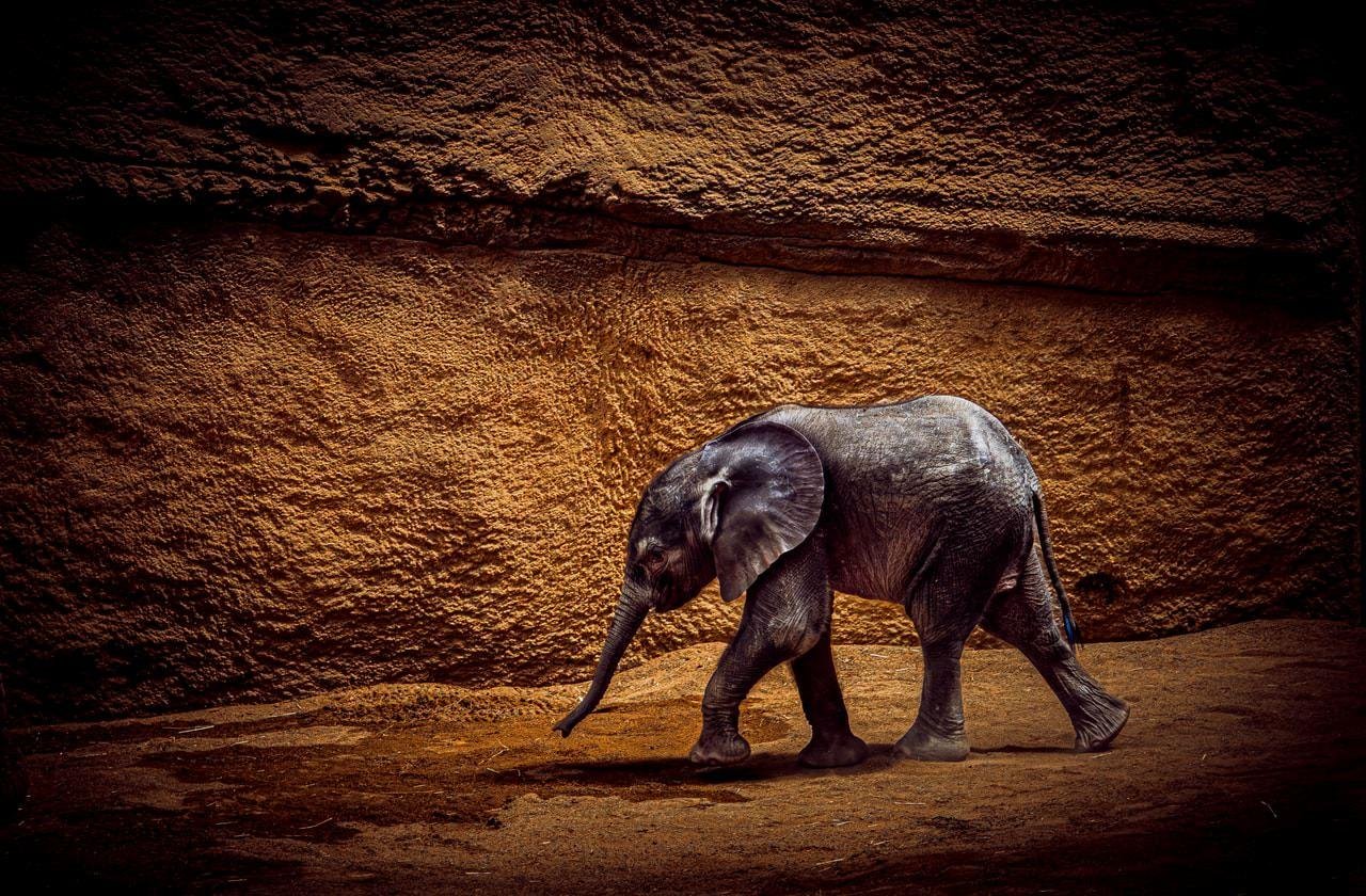 Young elephant walking left with trunk extended, on sandy ground in front of a rough, tan rock wall; dark vignette around the edges of the frame.
