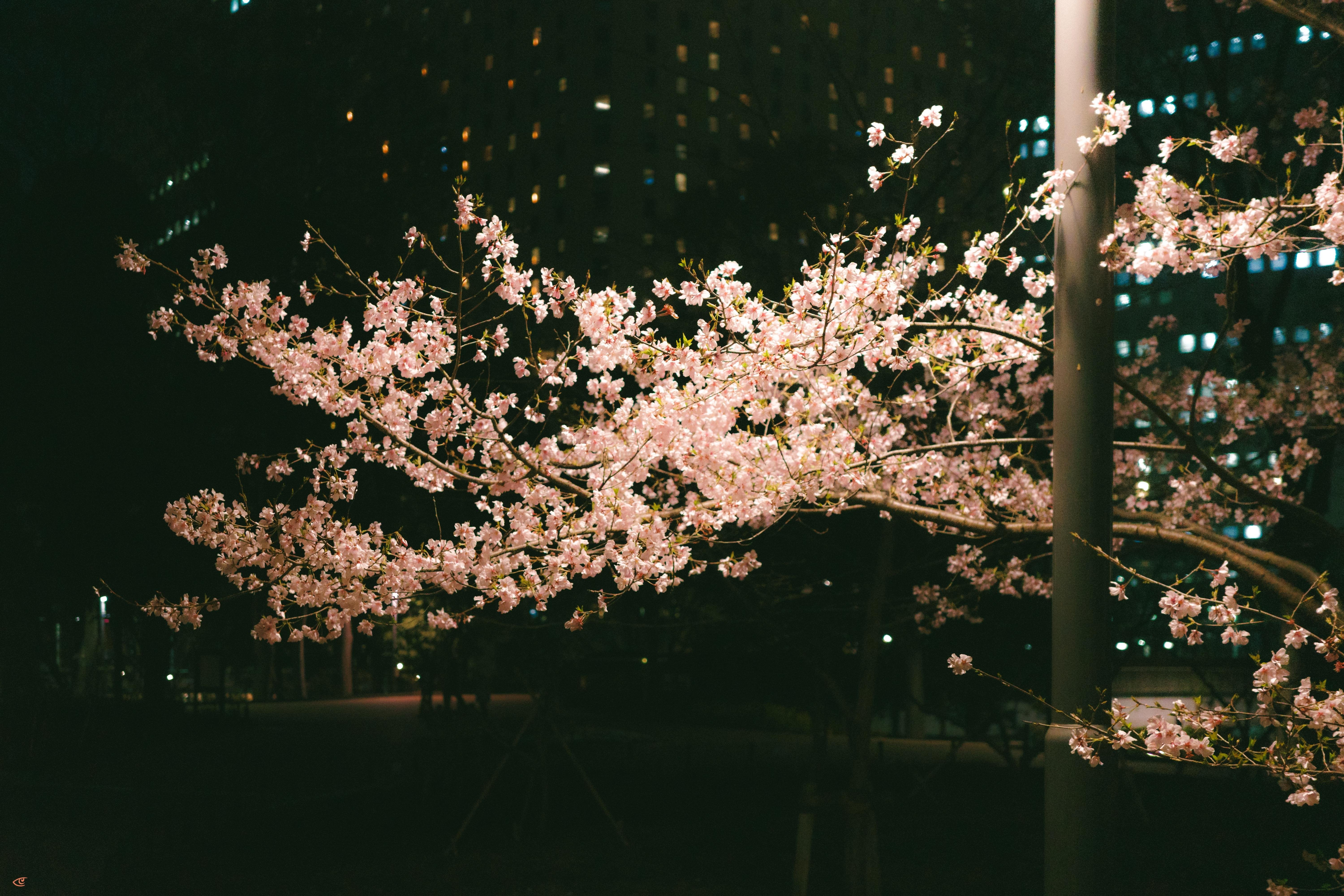 Cherry blossom branches in full bloom at night, lit by a streetlamp, with dark high-rise buildings and scattered illuminated windows in the background.