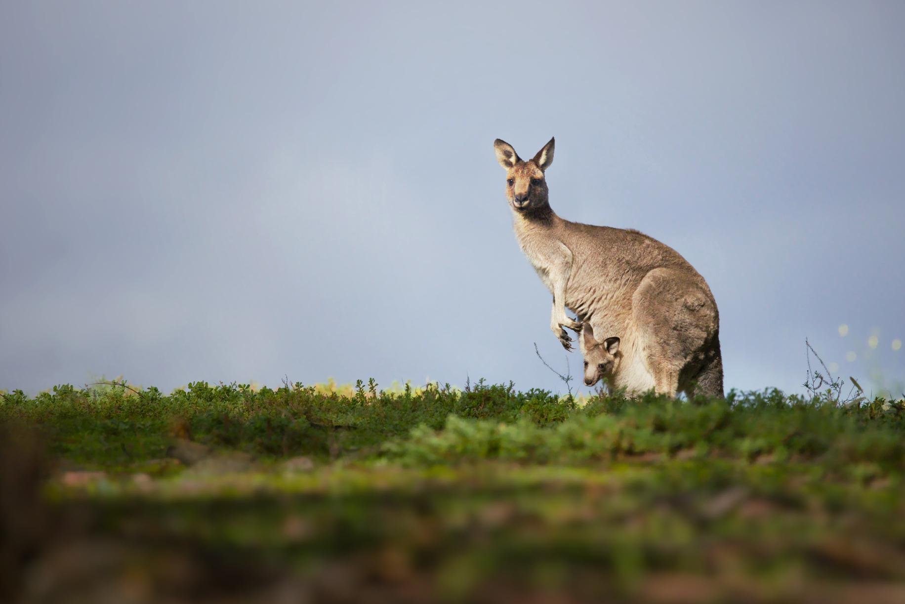 Kangaroo standing on a grassy ridge with a joey peeking from its pouch, against a pale blue sky.
