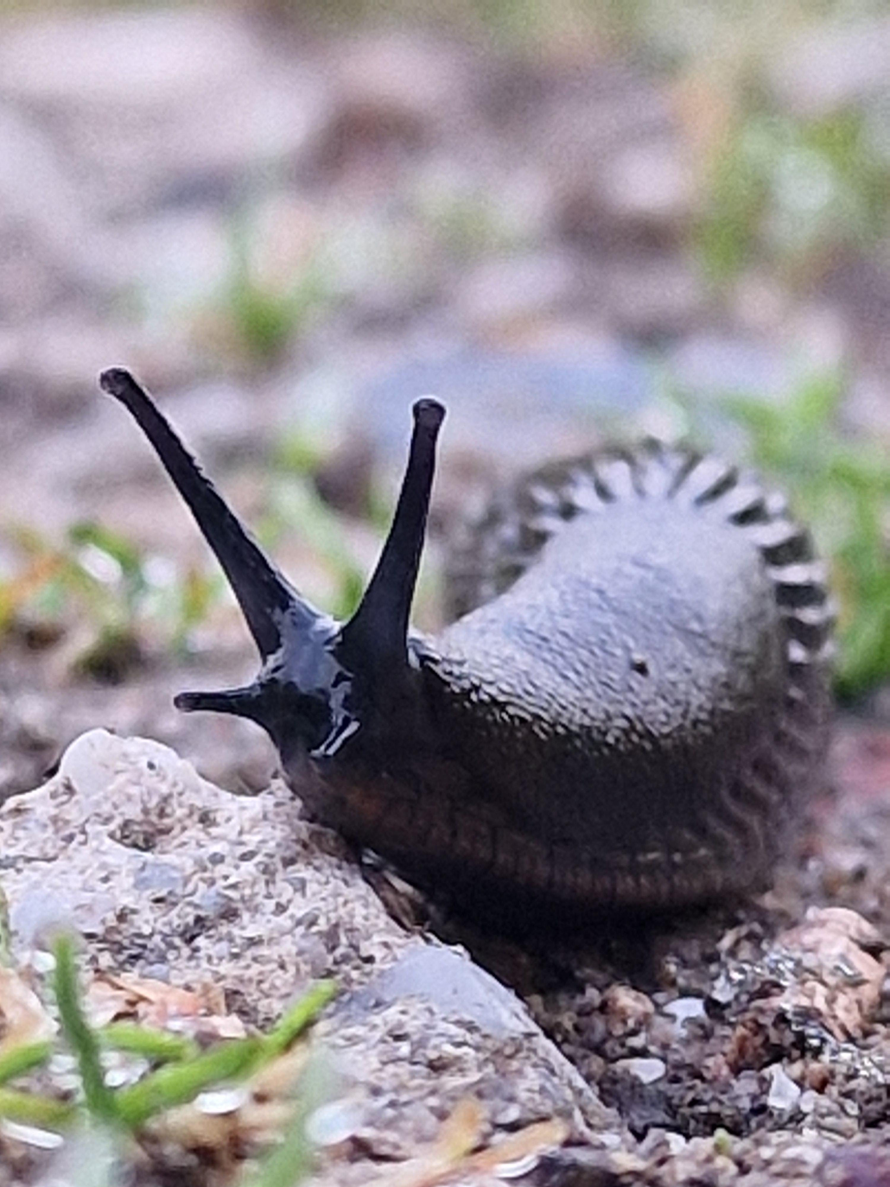 Close-up, low-angle macro-style photo of a dark, glistening slug crawling across damp ground, taken with a Samsung Galaxy S22 Ultra. The slug is centered and facing the camera, its two long upper tentacles raised like delicate antennae, shiny with moisture. The lower tentacles are shorter and almost merge into the glossy black head. Its body curves in an S-shape behind it, showing a textured, ridged mantle with tiny, pebbled patterns along its side. The ground is a mix of small stones, soil, and scattered blades of fresh green grass, all slightly blurred due to the shallow depth of field. The background fades into a soft, creamy blur of earthy tones, making the slug’s sleek, wet surface stand out sharply in the foreground. The overall mood is intimate and natural, capturing the tiny creature’s slow movement through a miniature landscape.