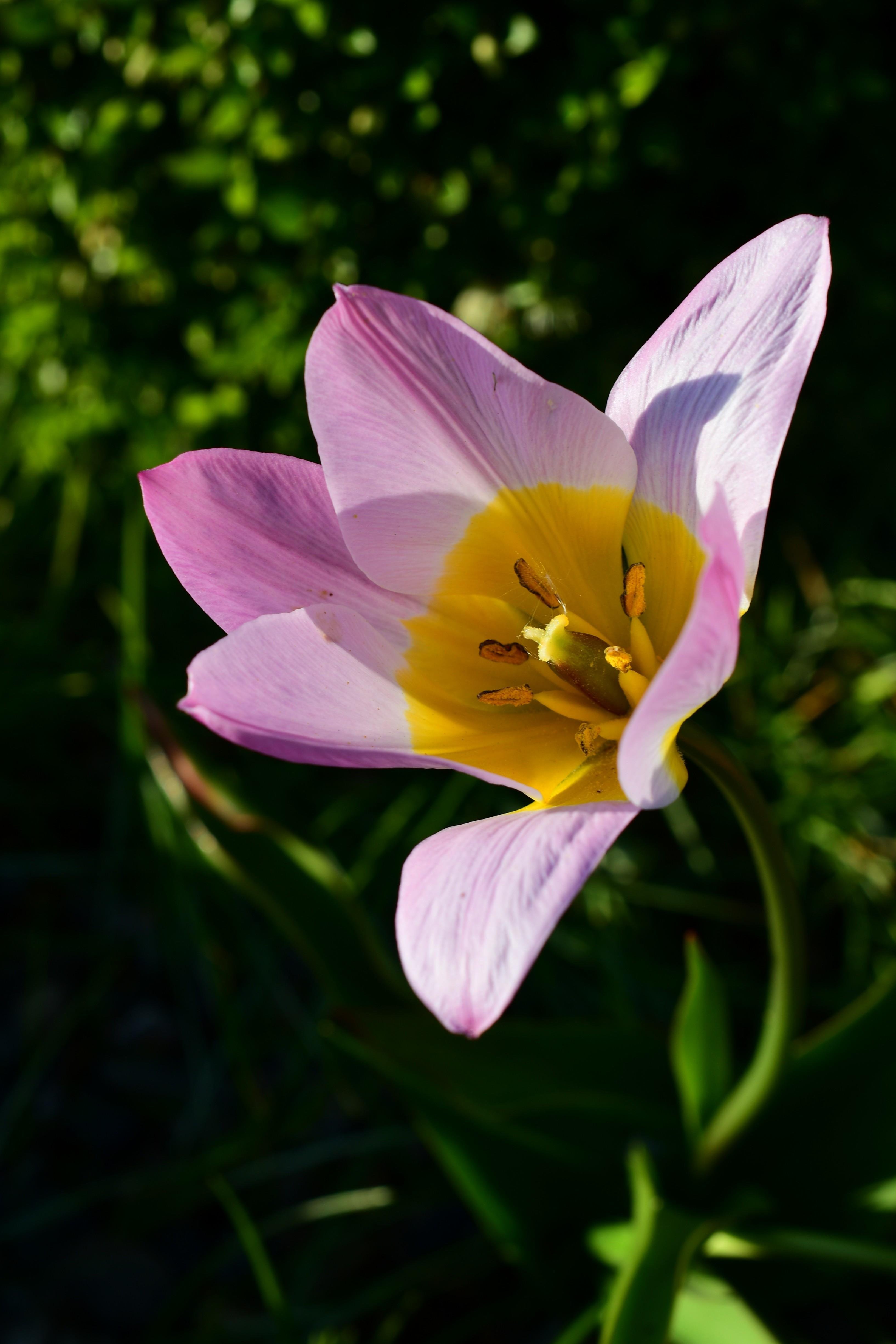 Close-up of a pale pink flower with a yellow center and visible stamens, lit by sunlight against a dark, blurred green foliage background.