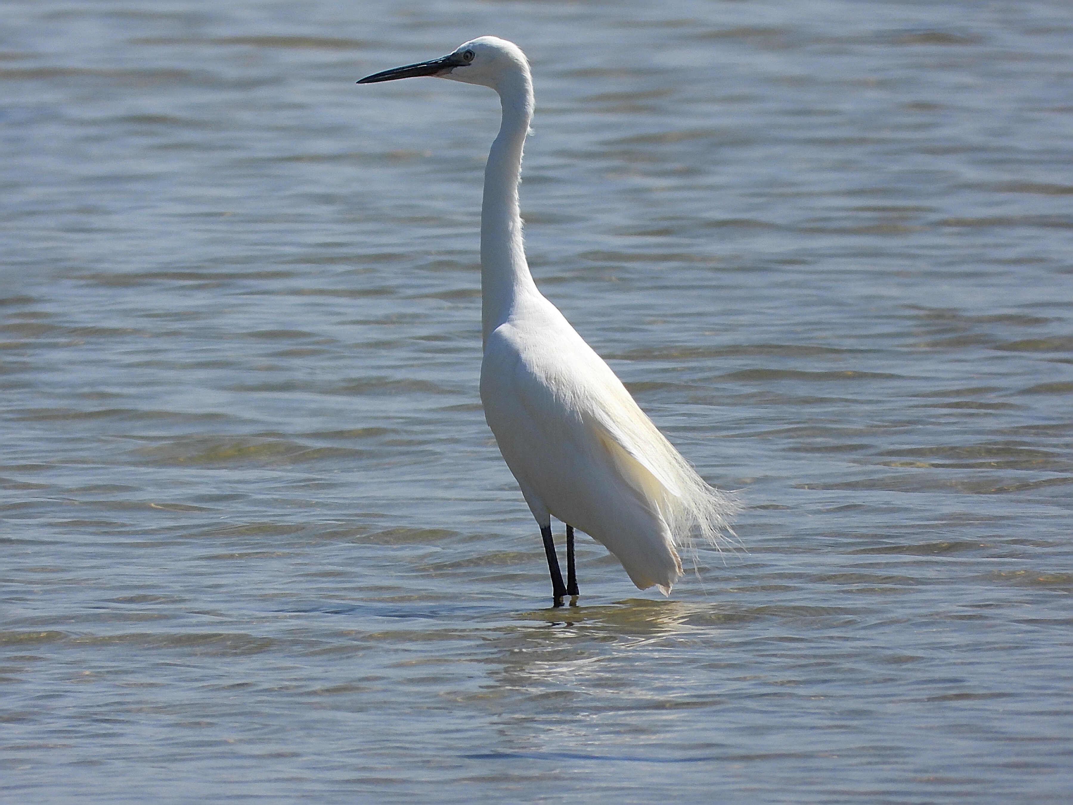 La Garceta está andando por aguas poco profundas. Es un ave alta, totalmente blanca, con las patas negras y el pico largo y afilado de color negro. La parte final de las plumas de las alas tiene un aspecto deshilachado.

Si estás leyendo este texto es porque tienes dificultades de visión y espero que te haya ayudado a ver la imagen. Si no ha sido así, te agradecería los comentarios.
Si lo has leído aunque ves la imagen sin problemas recuerda que debes poner un texto alternativo en tus archivos multimedia para que todo el mundo pueda disfrutarlos.