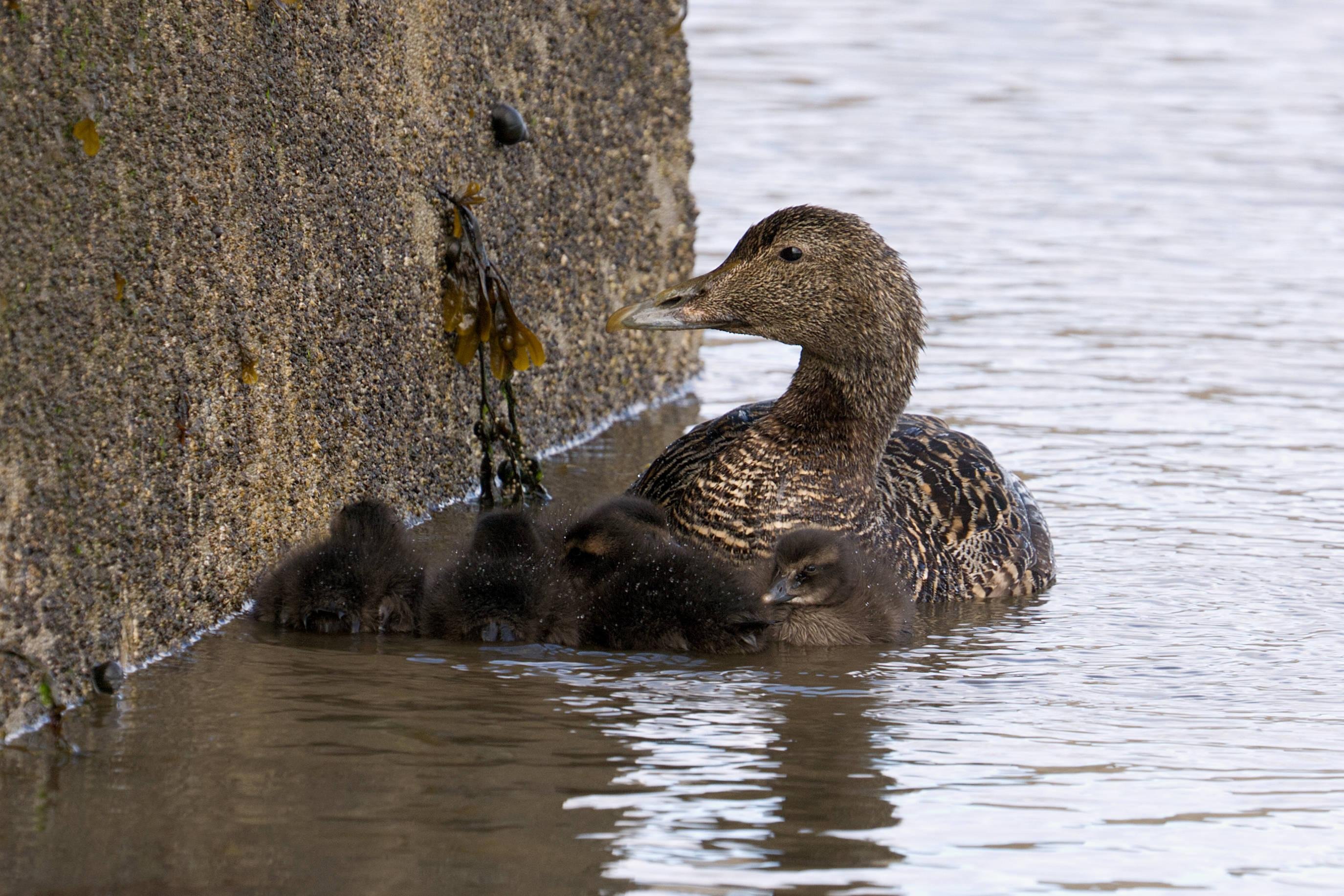 A brown mottled duck with a triangular beak, swimming in water next to a concrete wall. She has a number of small, fluffy brown ducklings (eiderlings?) swimming with her. The water is a slightly blue-ish grey with ripples.