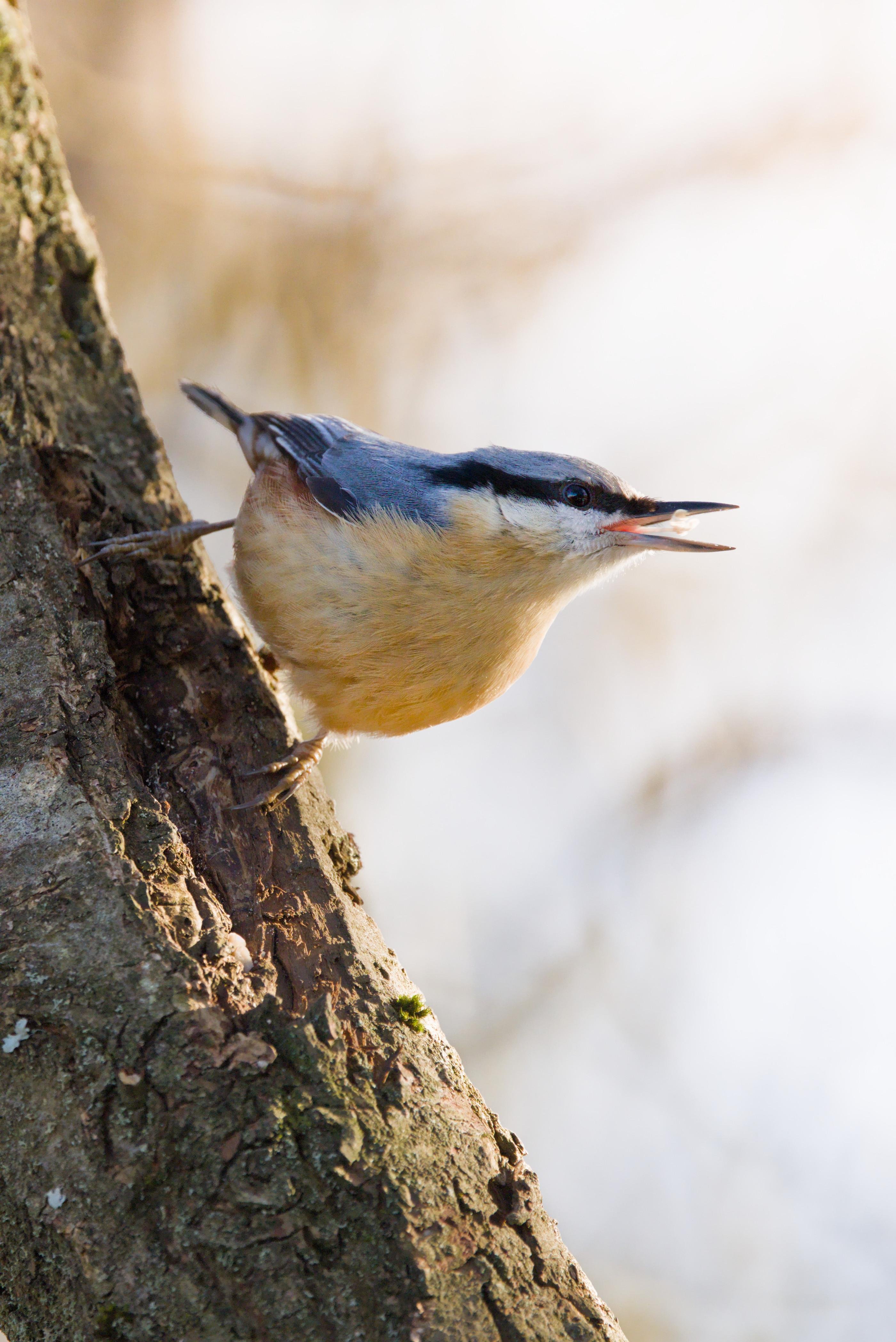 A Nuthatch clinging sideways to a rough tree trunk with its open beak facing right against a blurred pale background.