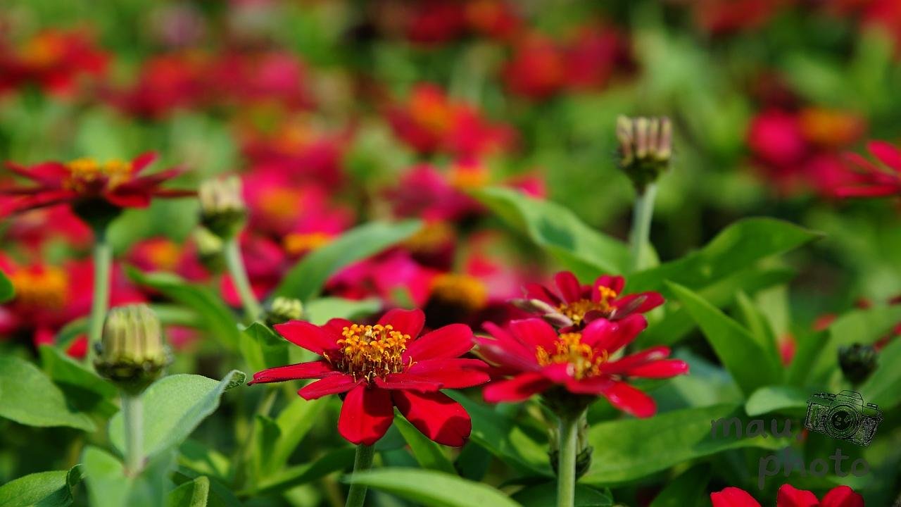 Close-up of red zinnia flowers with yellow centers among green leaves, with additional blooms and unopened buds blurred in the background.