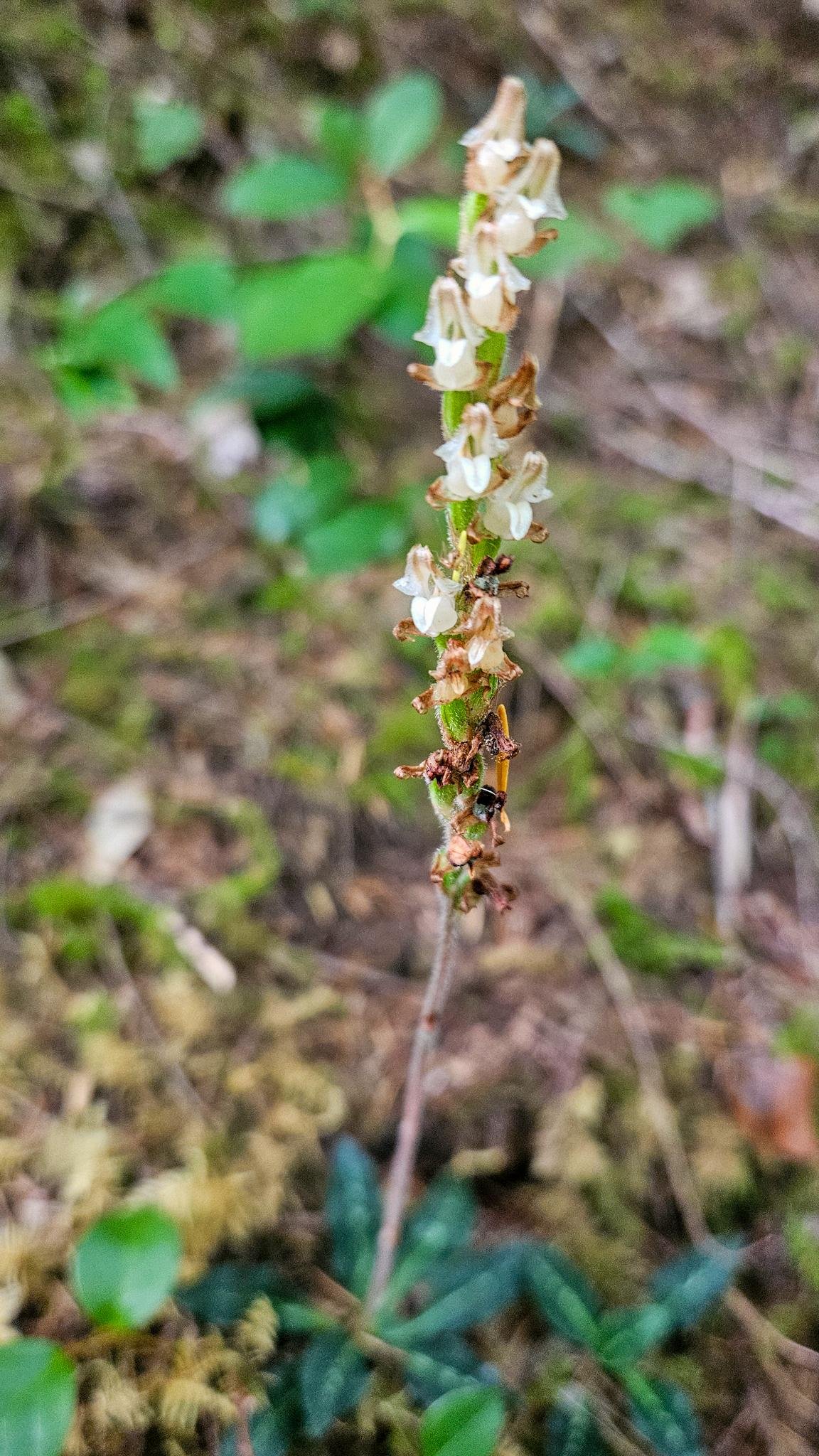Tall plant with small, white flowers arranged along a narrow stem, surrounded by green leaves. The background features a blurred forest floor with moss and scattered foliage.