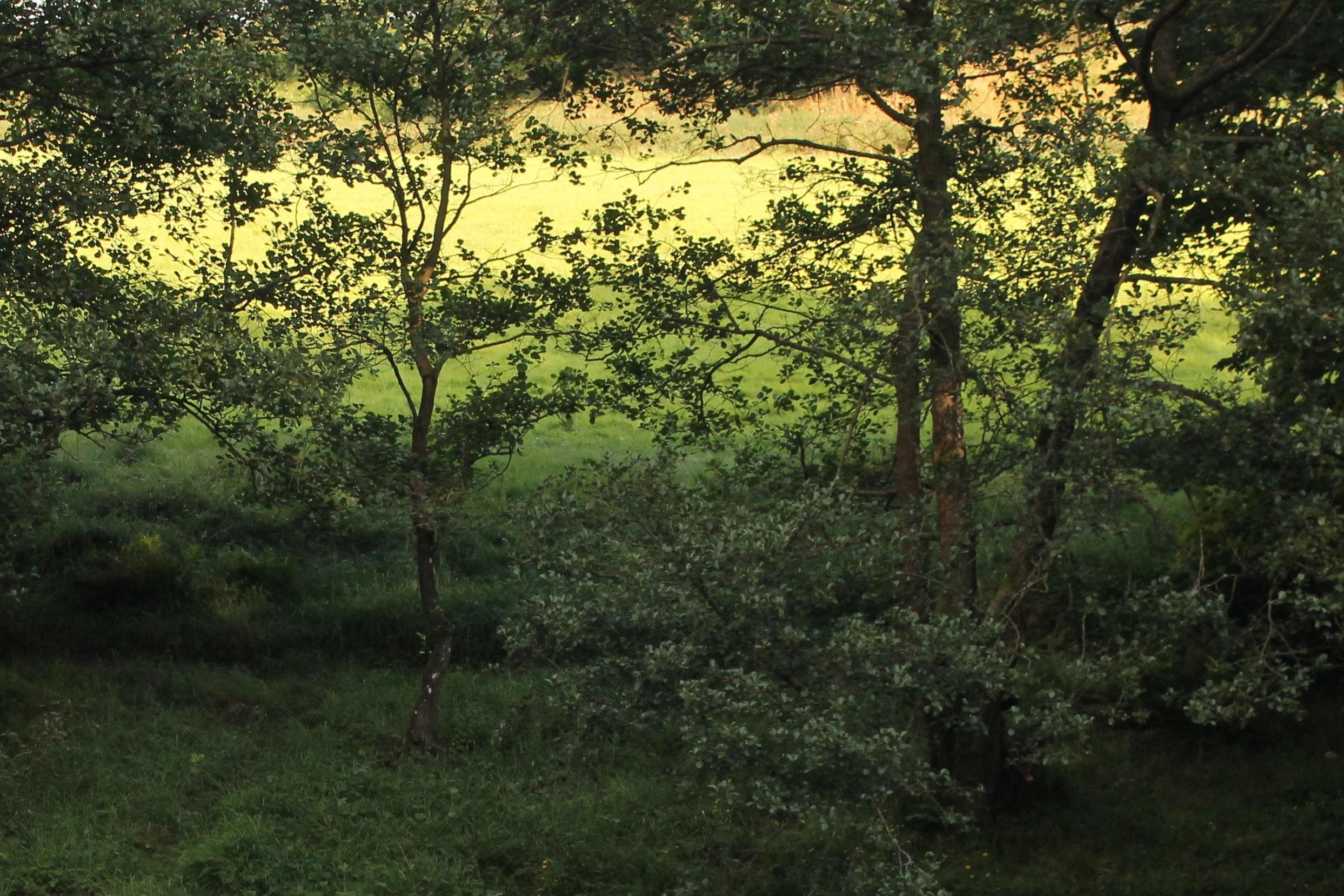 Foto del margen de un riachuelo (no se ve el riachuelo) donde el suelo está cubierto de hierba verde y hay algunos árboles. Detrás de la fila de árboles hay una especie de claro. Por cómo da la luz y el tipo de vegetación se ve un bonito degradado en el que se aprecian tres franjas de verdes diferentes. Abajo y más cerca de la cámara, la vegetación es verde oscura. En una franja intermedia el verde es un poco más claro, y en la zona más lejana se ve vegetación verde muy clara y amarilla