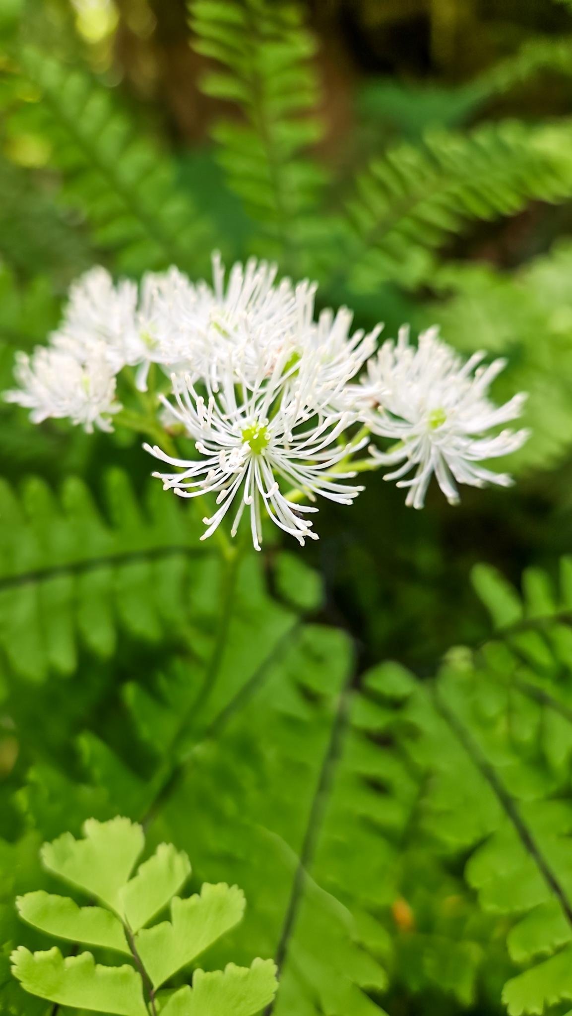 White flowers with delicate, spiky petals bloom amid vibrant green fern leaves. Background is softly blurred, emphasizing the intricate details of the flowers in the foreground.