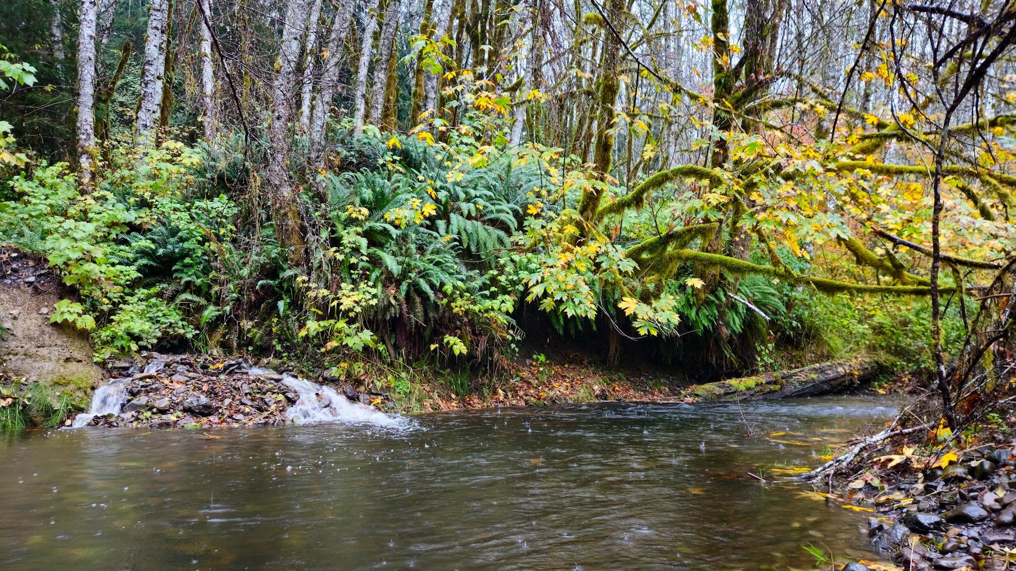 Small forest stream with shallow water flowing past a muddy bank, surrounded by moss-covered trees, ferns, and autumn leaves, with a low branch extending over the water.