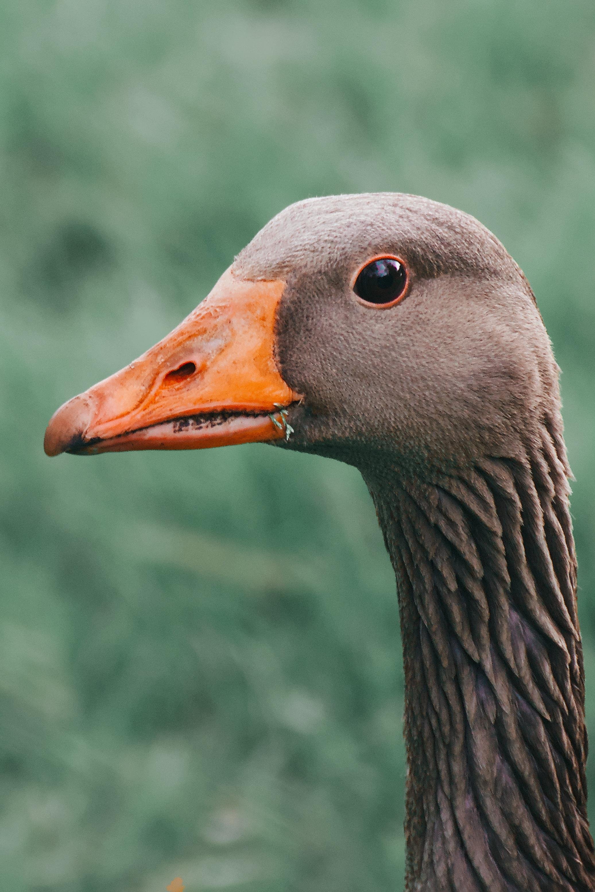 Close-up side profile of a gray goose head and neck with an orange beak and dark eye against a blurred green background. 
### 
Nahaufnahmeseitenprofil eines grauen Gänsekopfes und Halses mit orangefarbenem Schnabel und dunklem Auge vor einem unscharfen grünen Hintergrund.