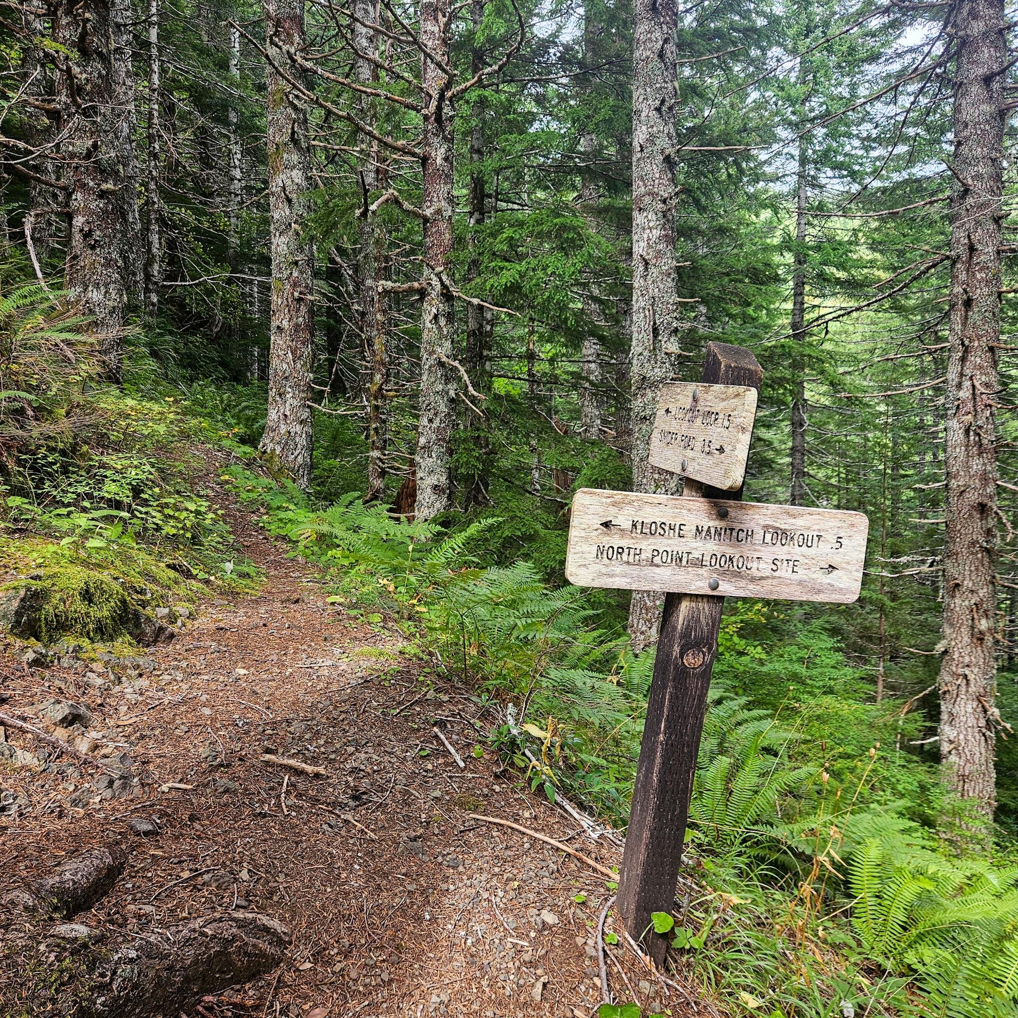 Forest hiking trail curving left past a wooden signpost; two weathered arrow signs point to “Kloshe Nanitch Lookout .5” and “North Point Lookout Site,” surrounded by ferns and tall evergreen trees.