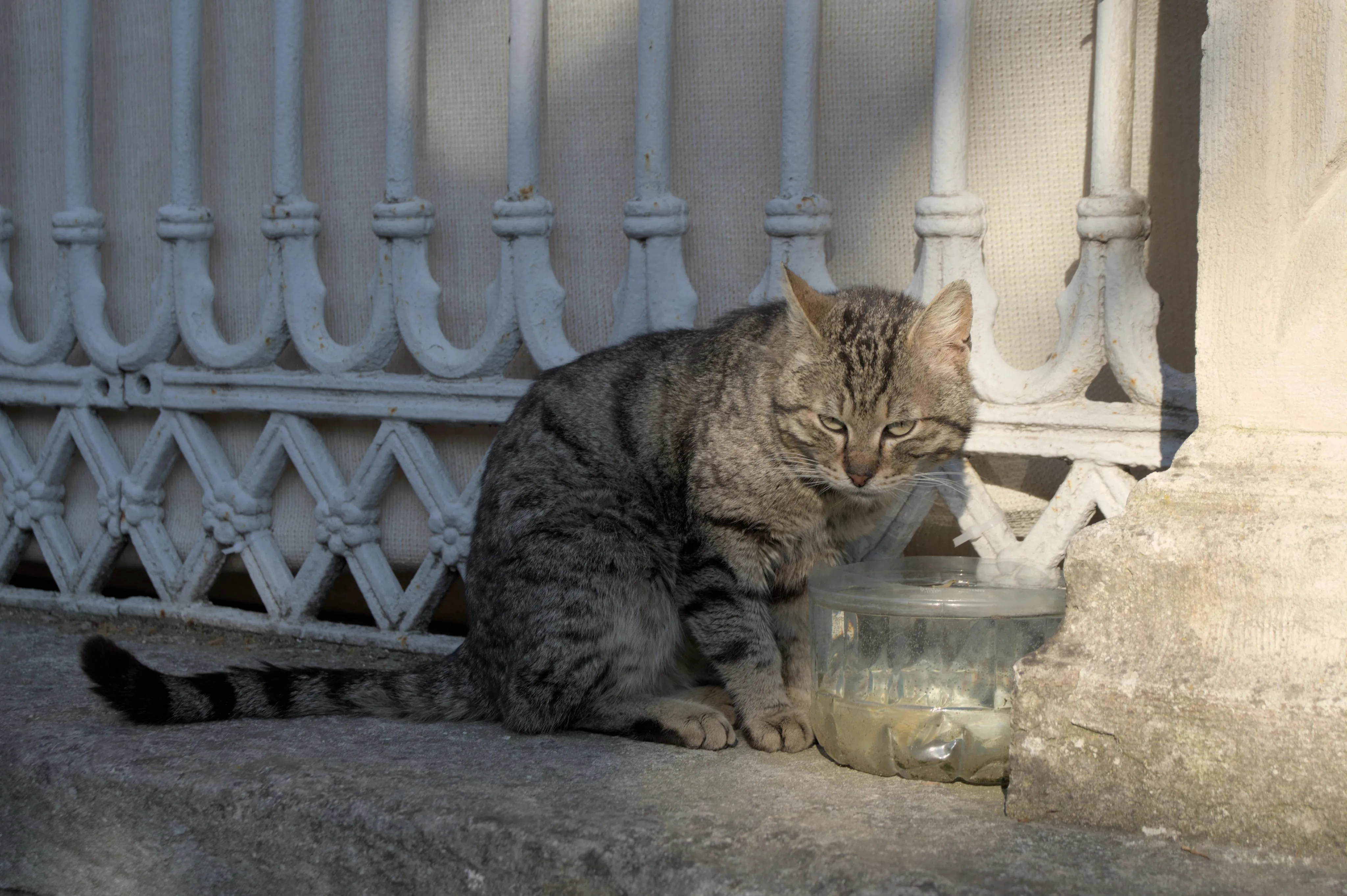 Photograph of a street cat sitting on a stone ledge with an iron fence. The cat is a brown-gray tabby cat with black stripes. The cat is turning its head towards the camera and giving an annoyed and defiant look to the photographer. There is a dirty plastic bowl containing water on the ledge in front of the cat, and the cat appears to have been interrupted while drinking. The cat's head and the plastic recipient are in the sunlight, while the left side of the image including the cat's body are in the shade.