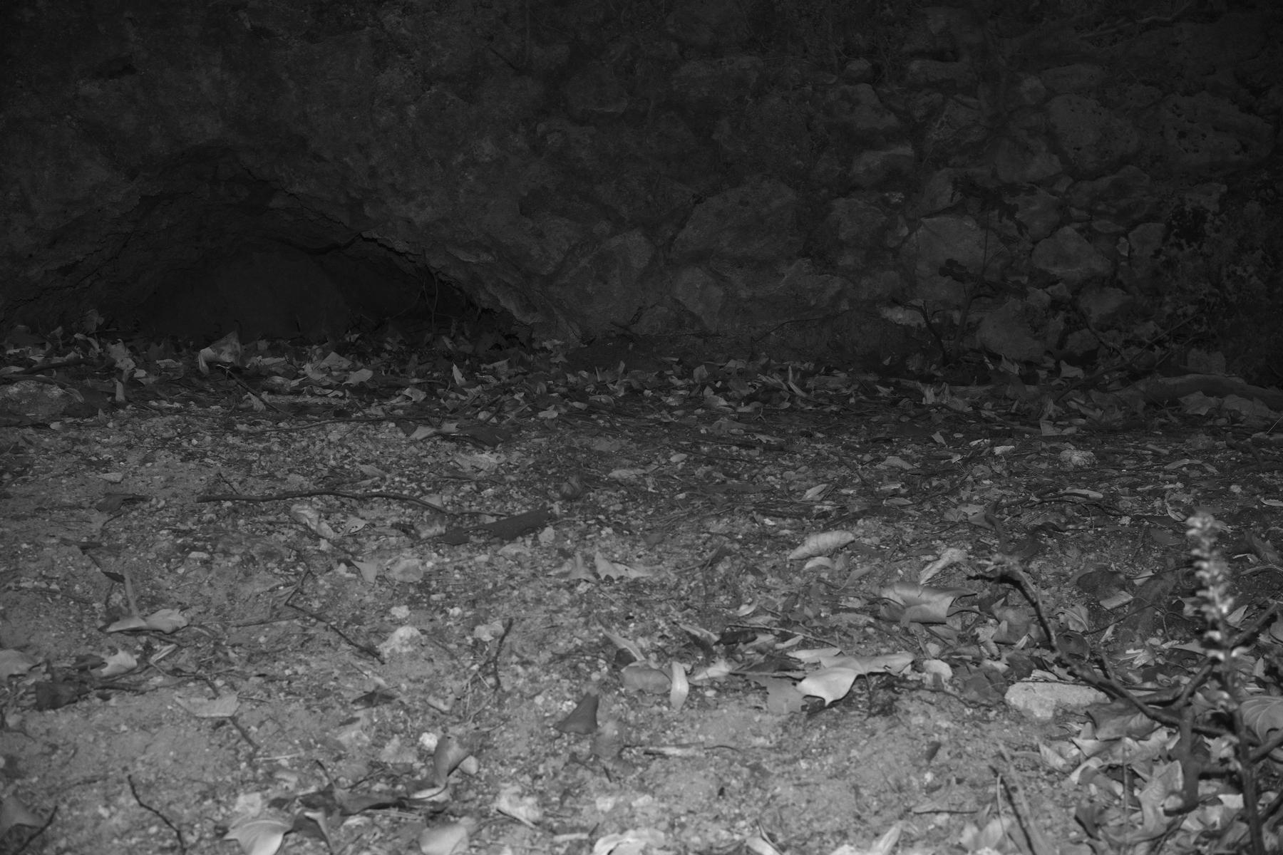 A black and white photo of some natural ground covered with dead leaves, lit by a strong harsh light, and we can see a sort of cave in a rock wall in the back