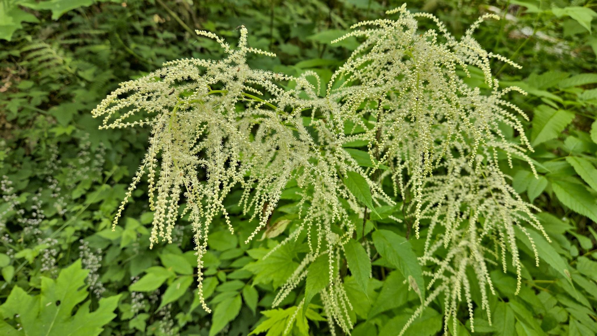 Delicate white feathery clusters of flowers extend from tall stems amidst dense green foliage. The leaves are broad and vibrant, creating a contrasting background to the intricate flower structures. The scene is lush and abundant, evoking a sense of natural growth.